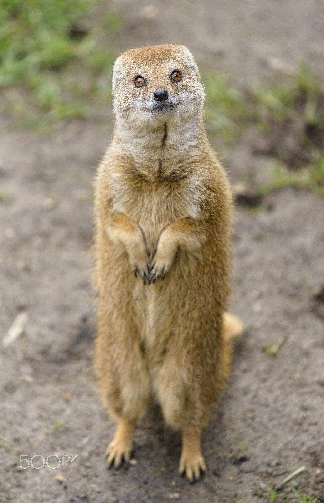 Nikon AF-S Nikkor 70-200mm F4G ED VR sample photo. Yellow mongoose (cynictis penicillata) photography