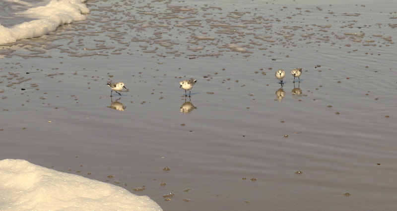 Panasonic Lumix DMC-GF5 sample photo. Four birds photography