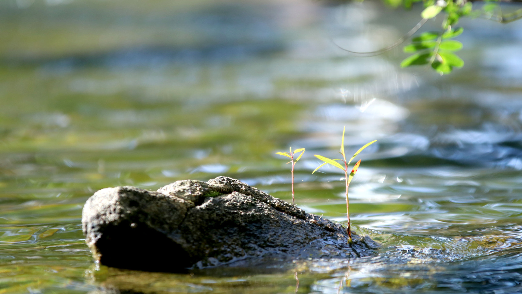 Sigma 70-200mm F2.8 EX DG OS HSM sample photo. Img photography