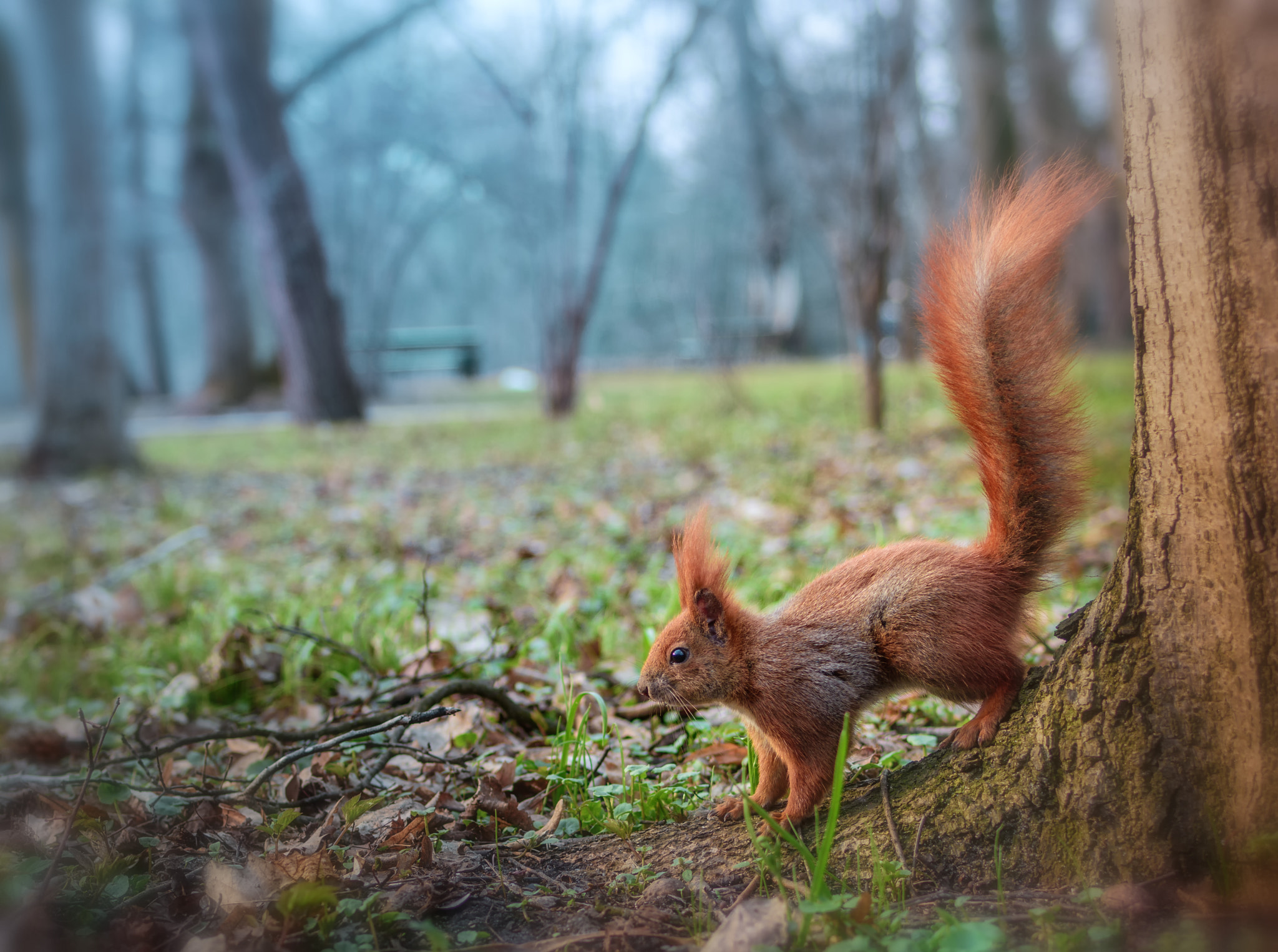 Nikon D7200 + Tamron SP 35mm F1.8 Di VC USD sample photo. The harbinger of spring  photography
