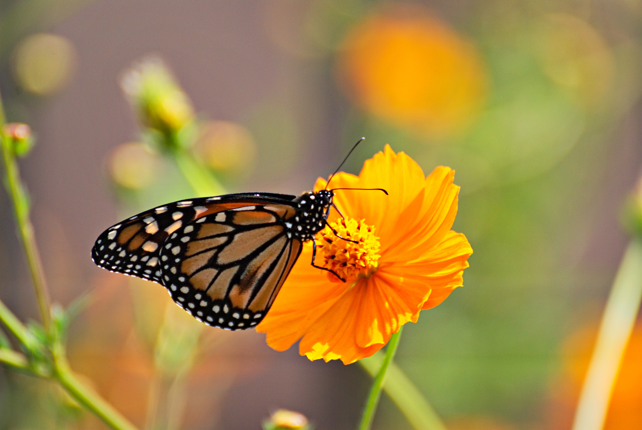 Nikon D3000 sample photo