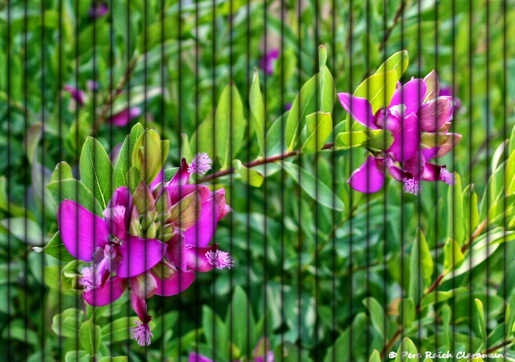 Sigma 18-200mm f/3.5-6.3 DC OS sample photo. Flores photography