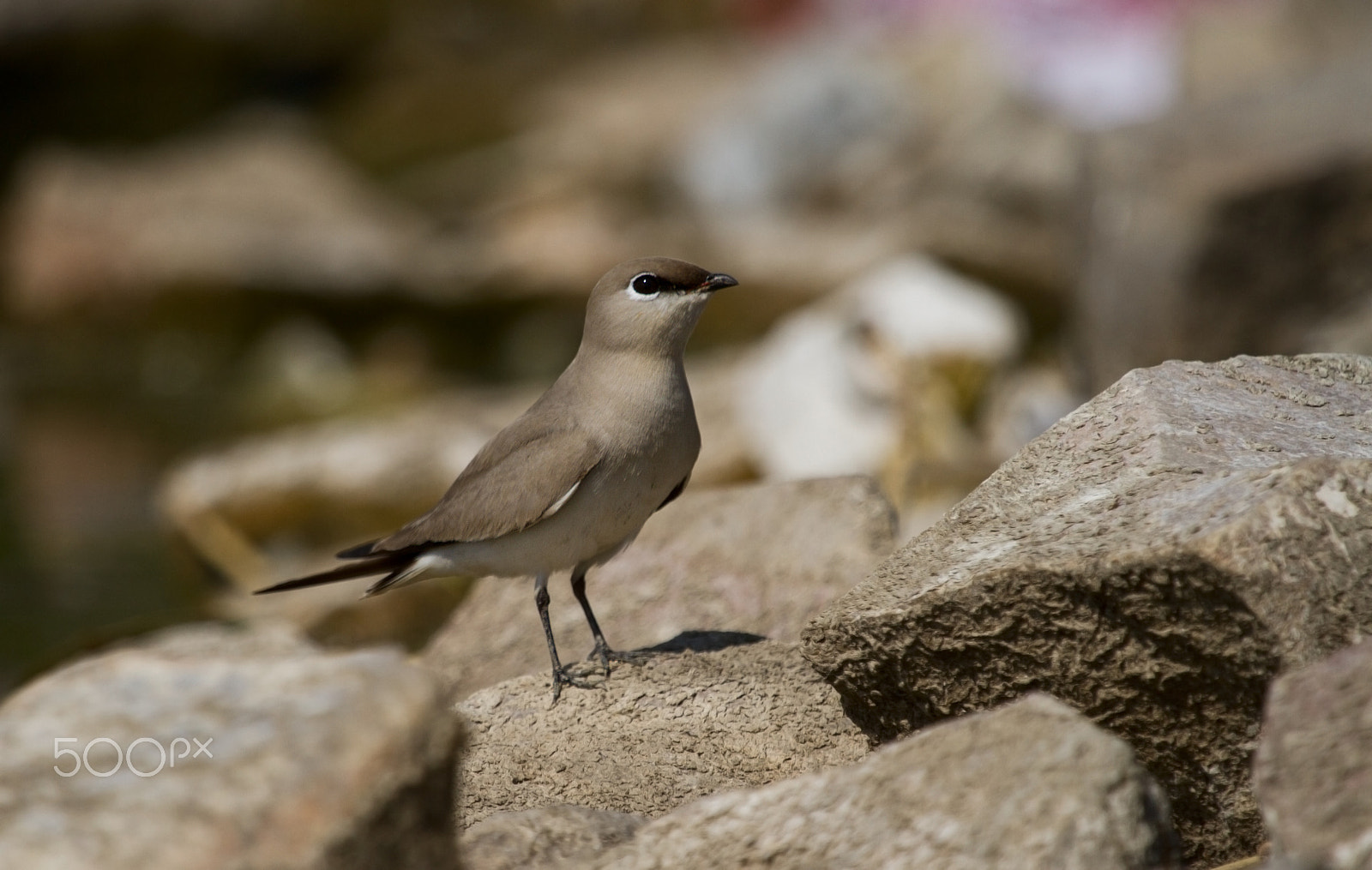 Canon EF 100-400mm F4.5-5.6L IS USM sample photo. Small pratincole photography
