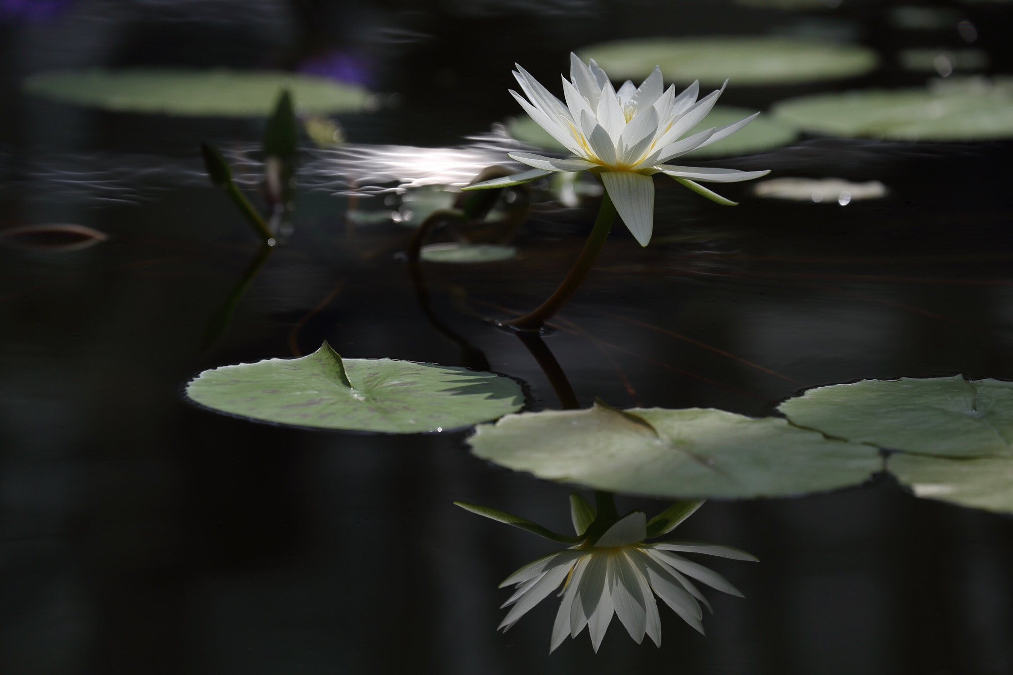 Canon EF 70-300mm F4-5.6L IS USM sample photo. Lotus water lily photography