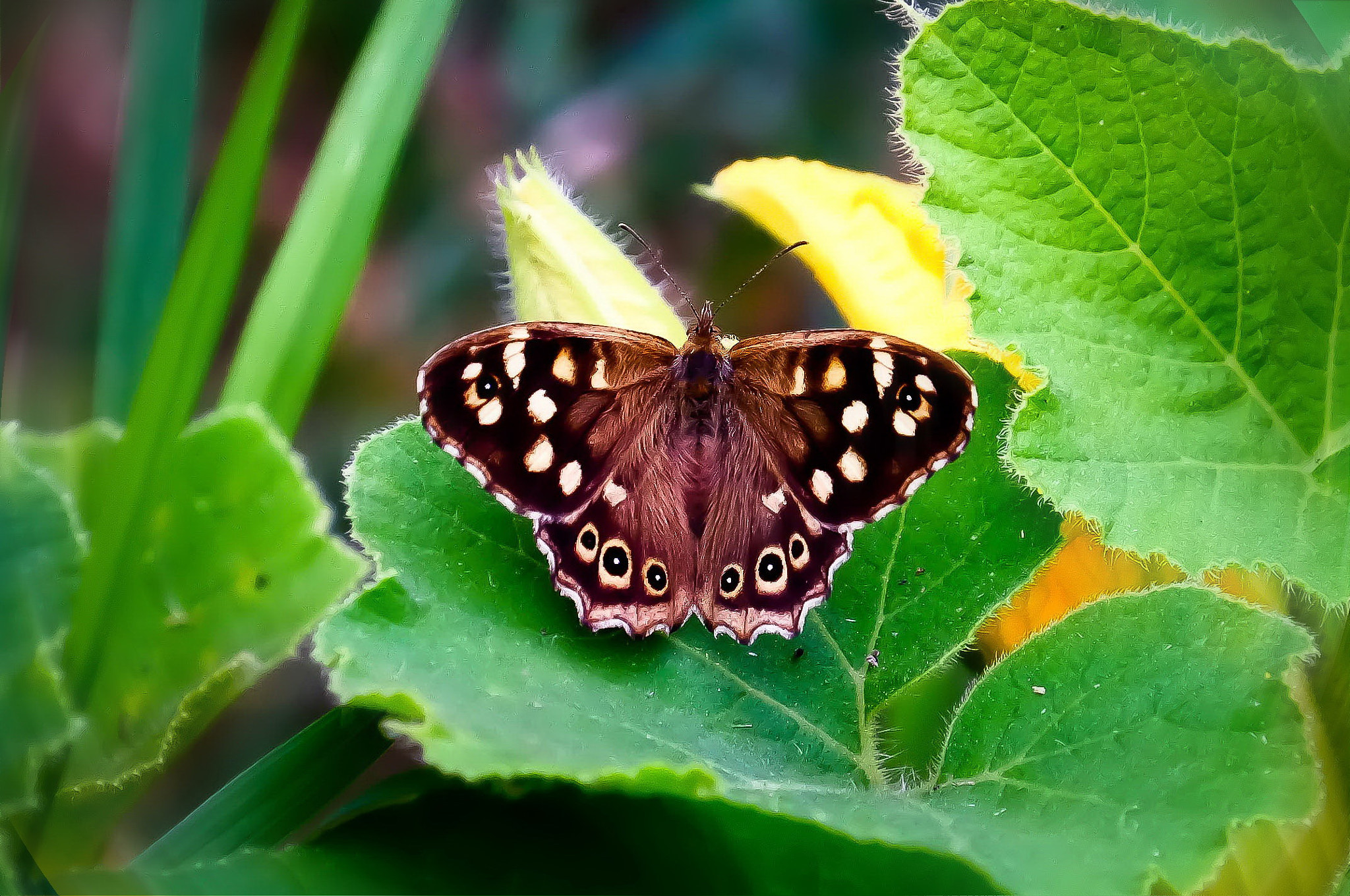 Fujifilm X-E2 + Fujifilm XF 18-135mm F3.5-5.6 R LM OIS WR sample photo. Le papillon photography