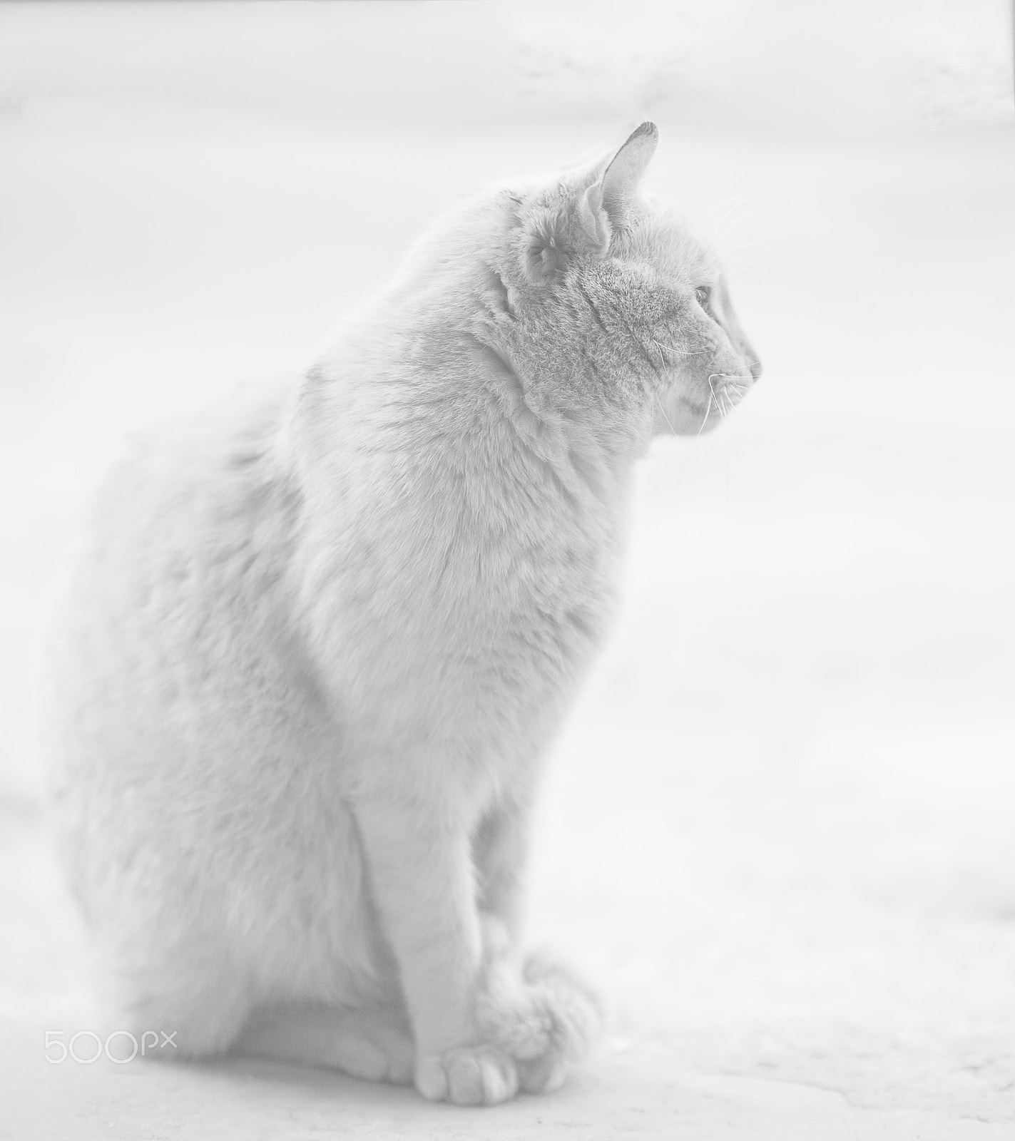 Nikon D700 sample photo. White cat photography