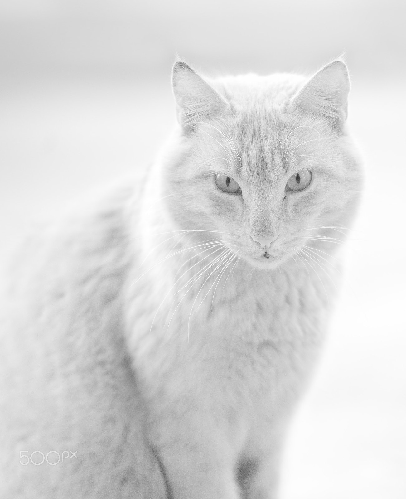 Nikon D700 + Sigma 70-200mm F2.8 EX DG OS HSM sample photo. White cat photography