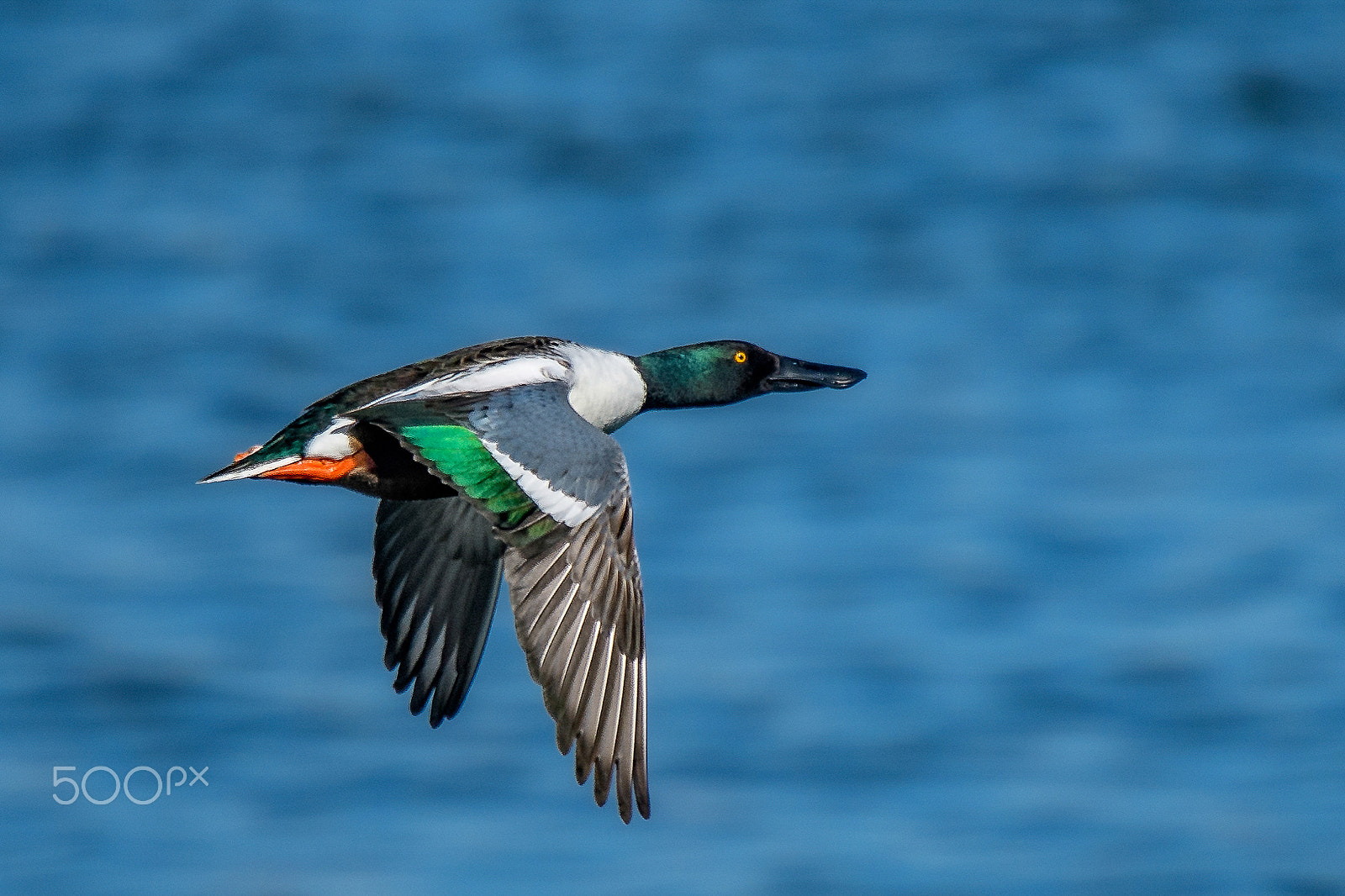 Nikon Nikkor AF-S 300mm F4E PF ED VR sample photo. Winging it photography