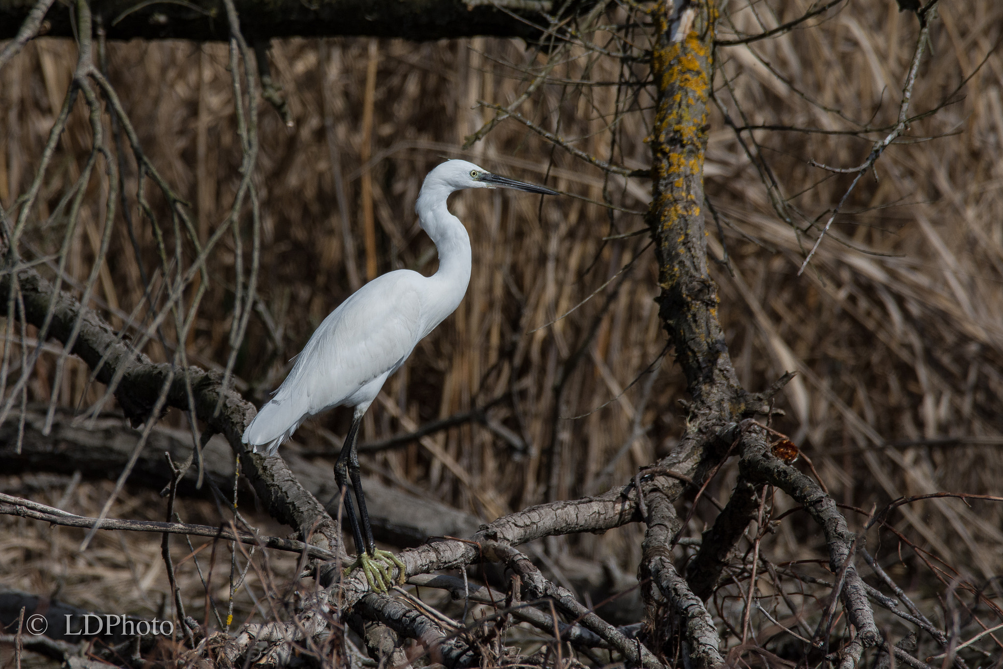 Sigma 150-600mm F5-6.3 DG OS HSM | C sample photo. Little egret - egretta garzetta photography