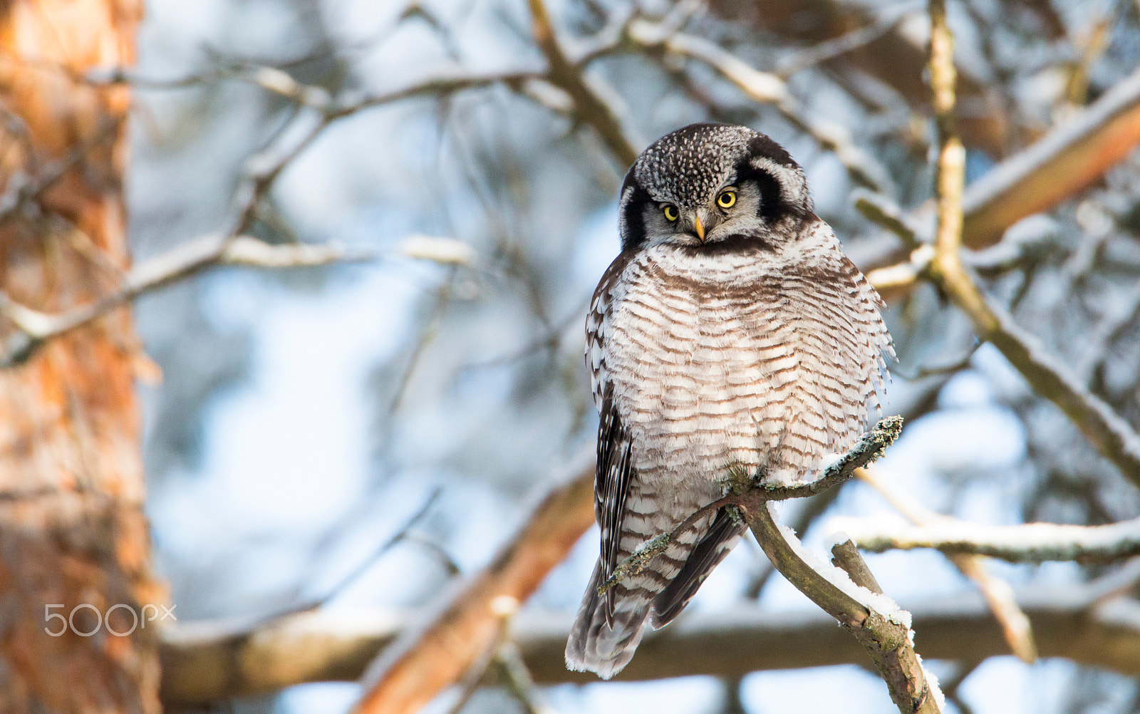 Tamron SP 150-600mm F5-6.3 Di VC USD sample photo. Img_hawk-owl photography