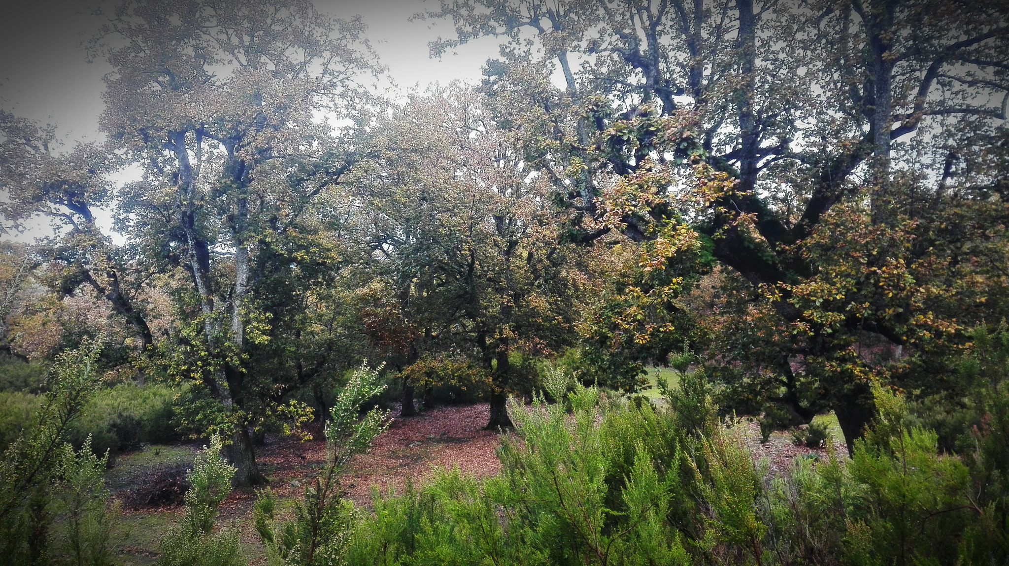 HUAWEI Cherry Mini sample photo. Trees  photography