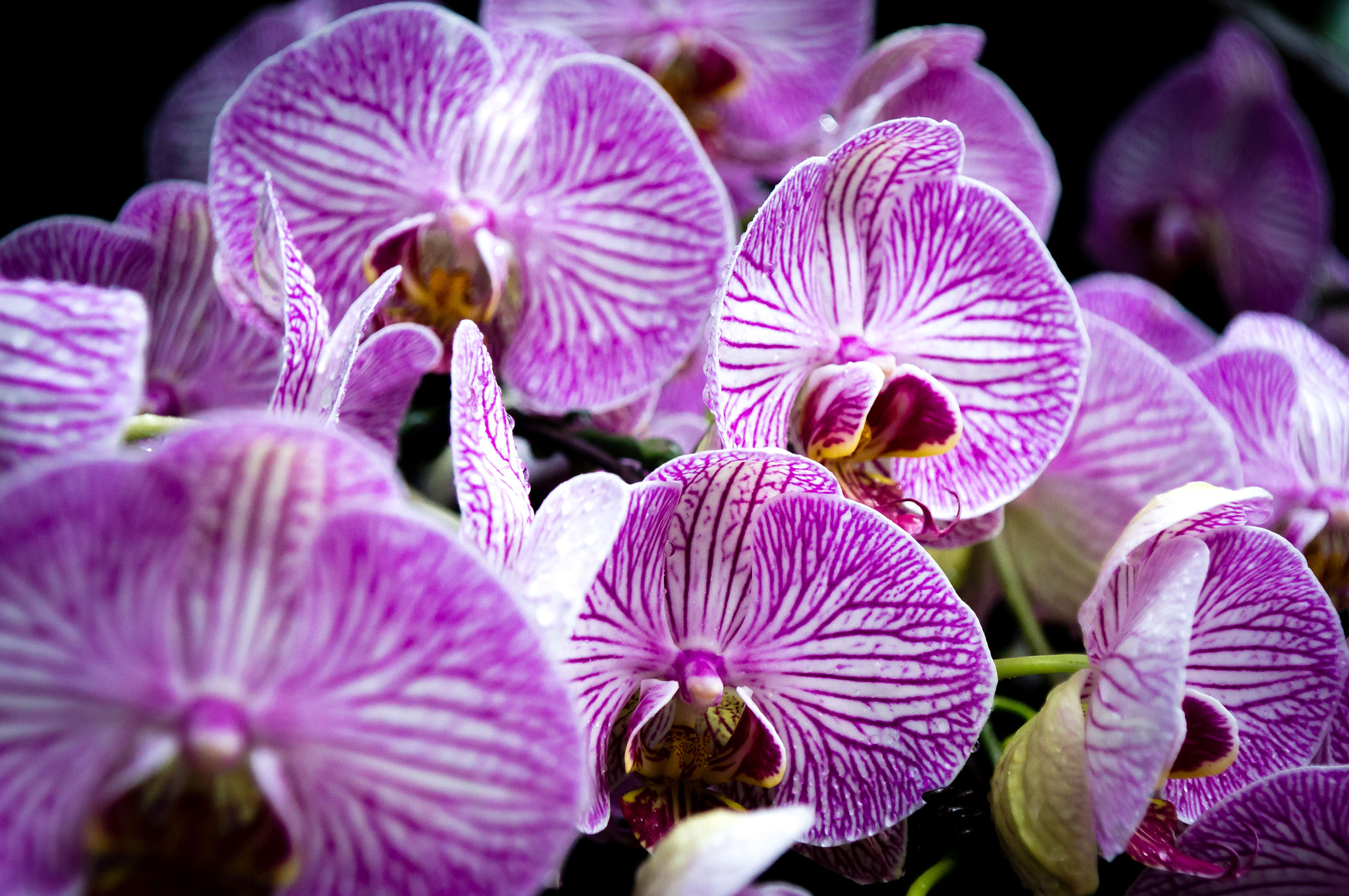 Sony DT 16-105mm F3.5-5.6 sample photo. Flowers photography