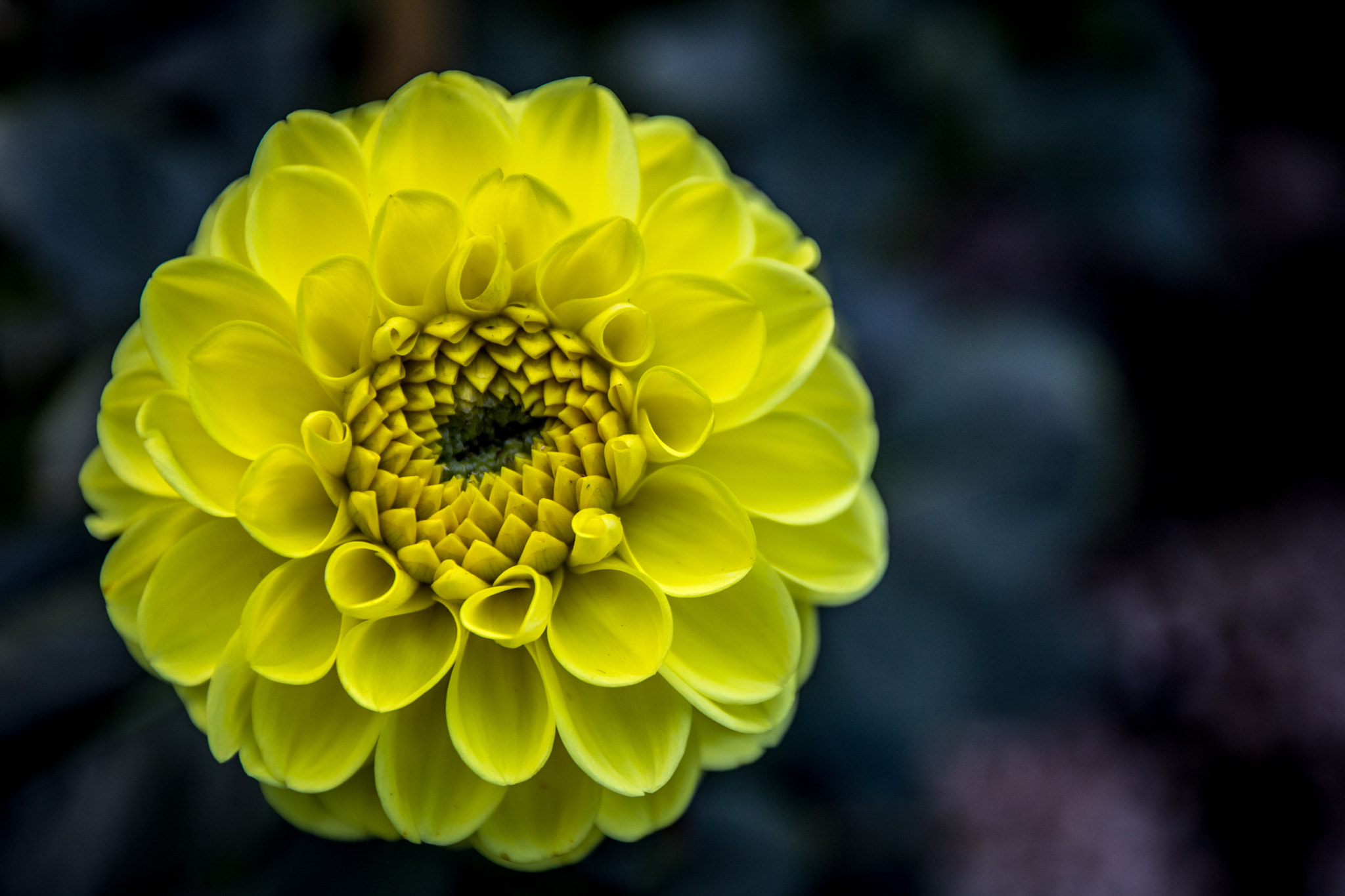 Canon EOS 760D (EOS Rebel T6s / EOS 8000D) + Canon EF-S 17-55mm F2.8 IS USM sample photo. Tokyo - ueno park - yellow dahlia photography