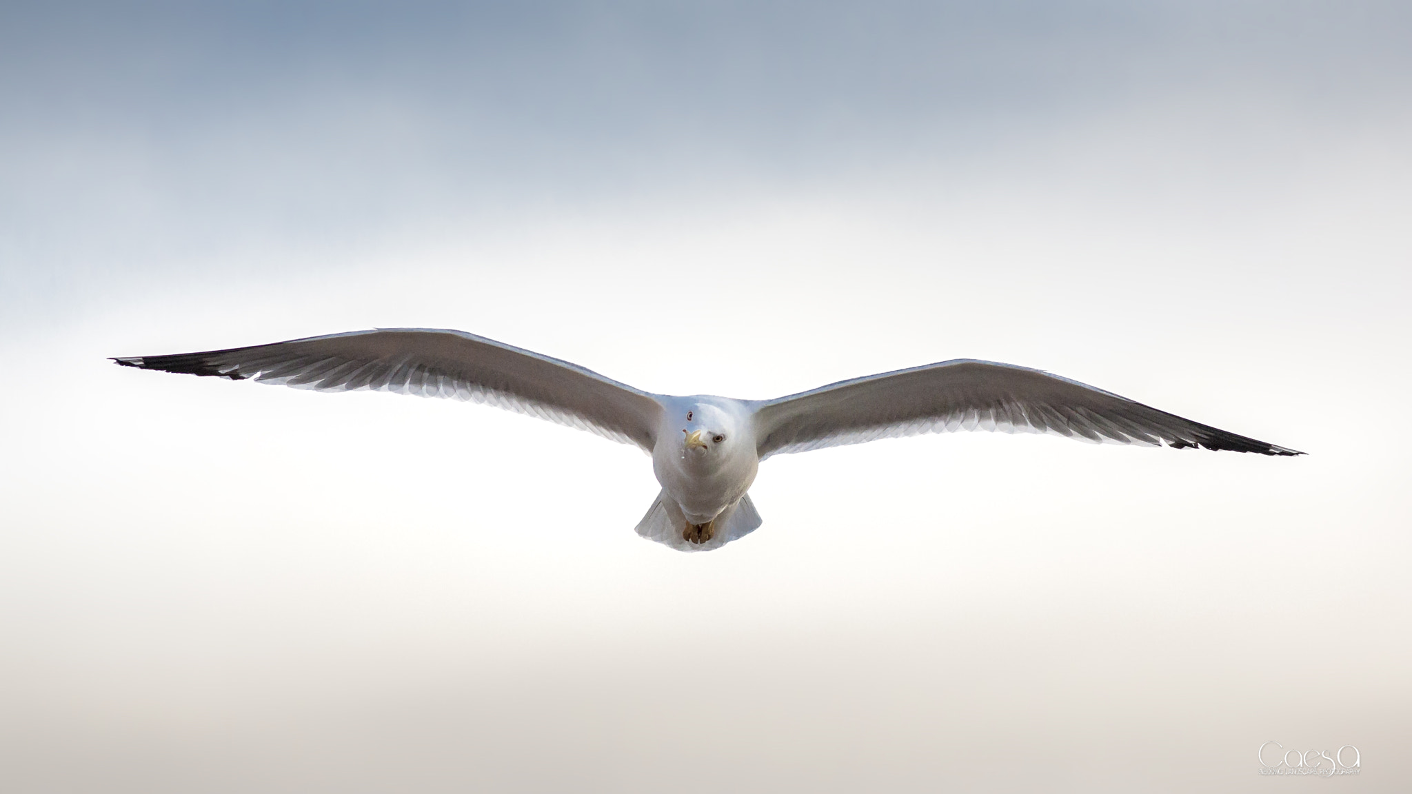 Canon EOS-1D Mark III + Canon EF 200mm F2.8L II USM sample photo. Gull photography