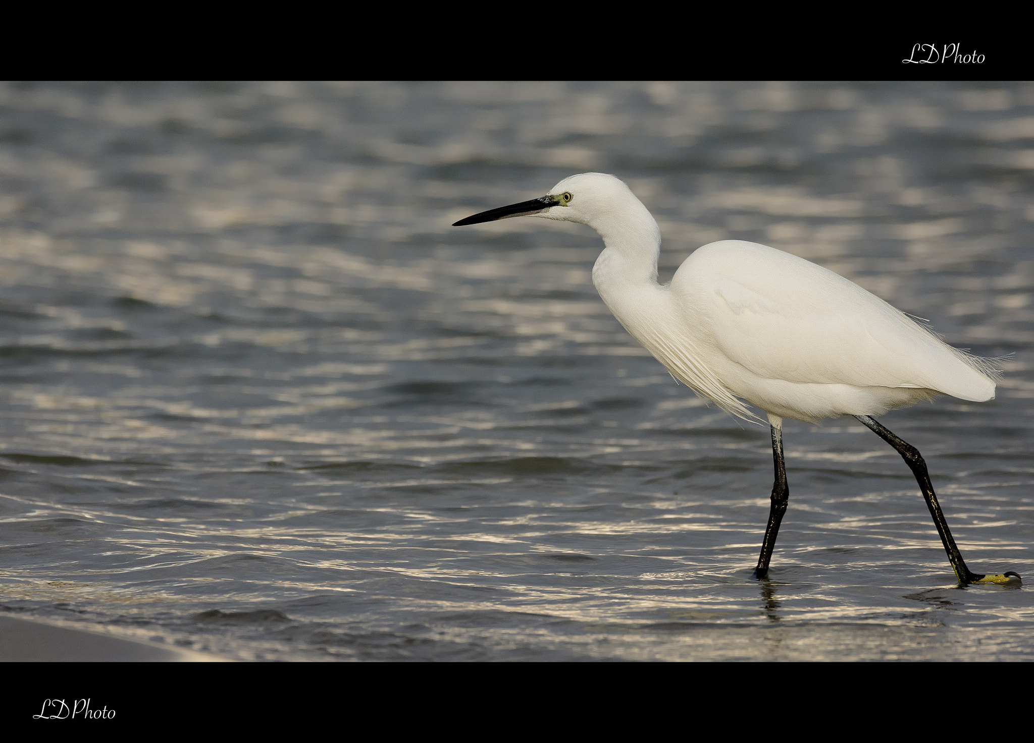 Nikon D7200 sample photo. Little egret - egretta garzetta photography