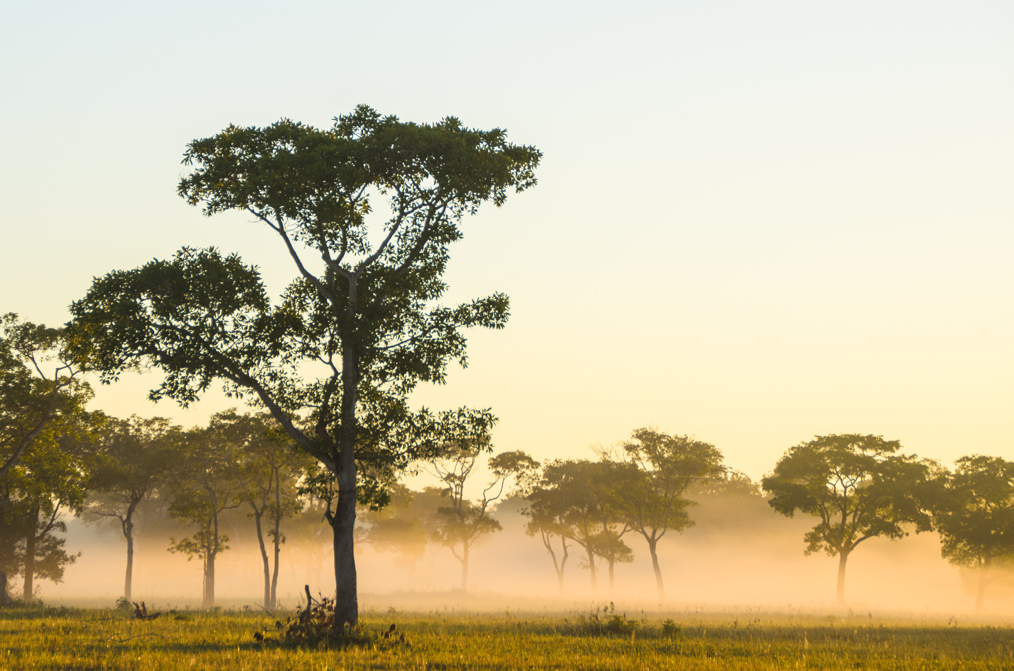 Sigma 18-200mm F3.5-6.3 II DC OS HSM sample photo. Pantanal photography