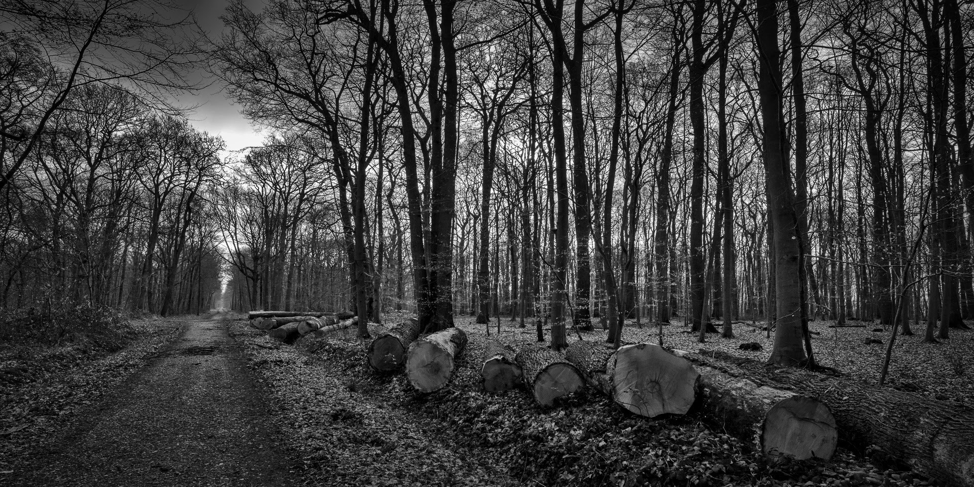 Nikon AF-S Nikkor 18-35mm F3.5-4.5G ED sample photo. Forest photography