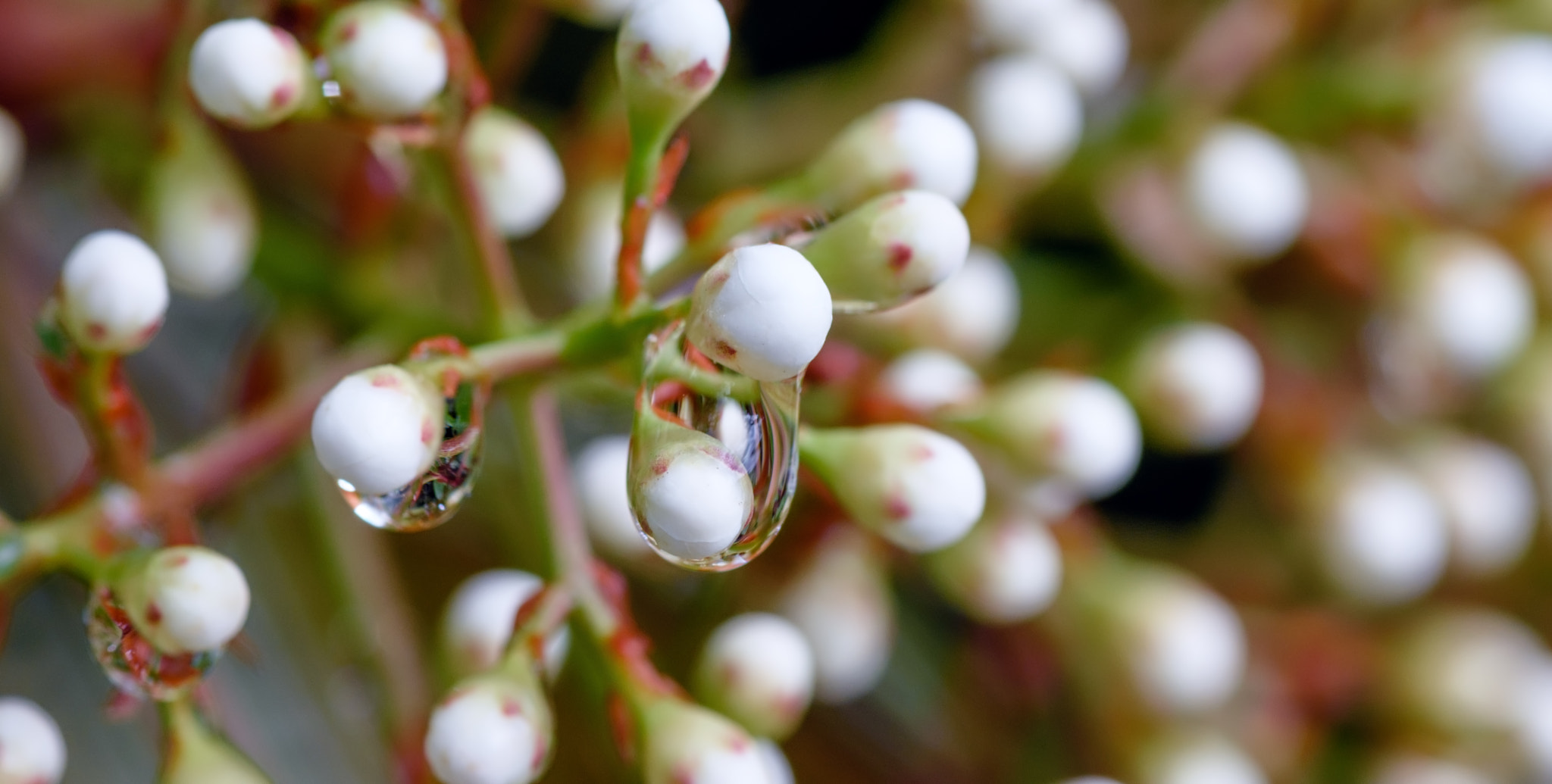 Nikon D7200 + Tokina AT-X Pro 100mm F2.8 Macro sample photo. Flower bud inside drop of rain photography