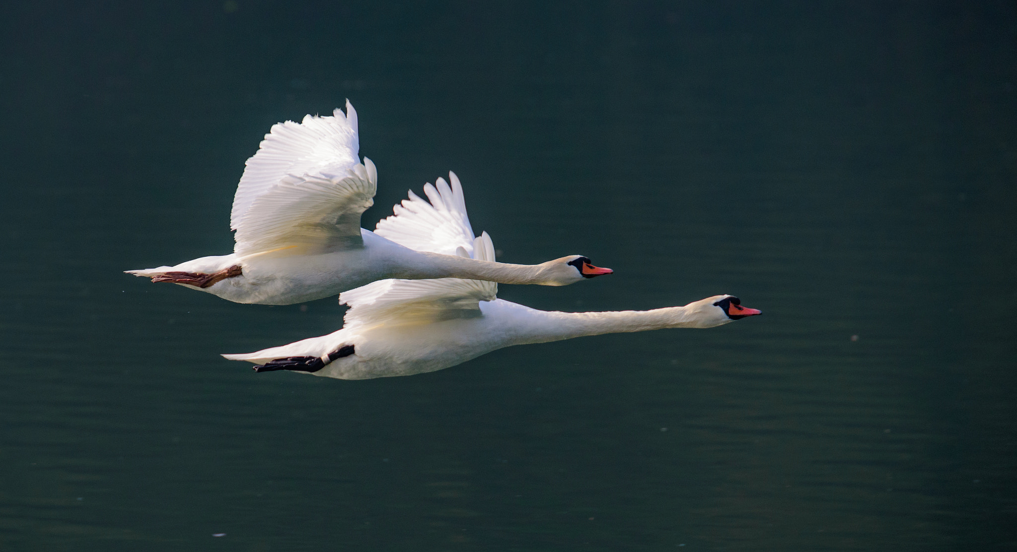 Nikon D750 sample photo. Swans in flight photography