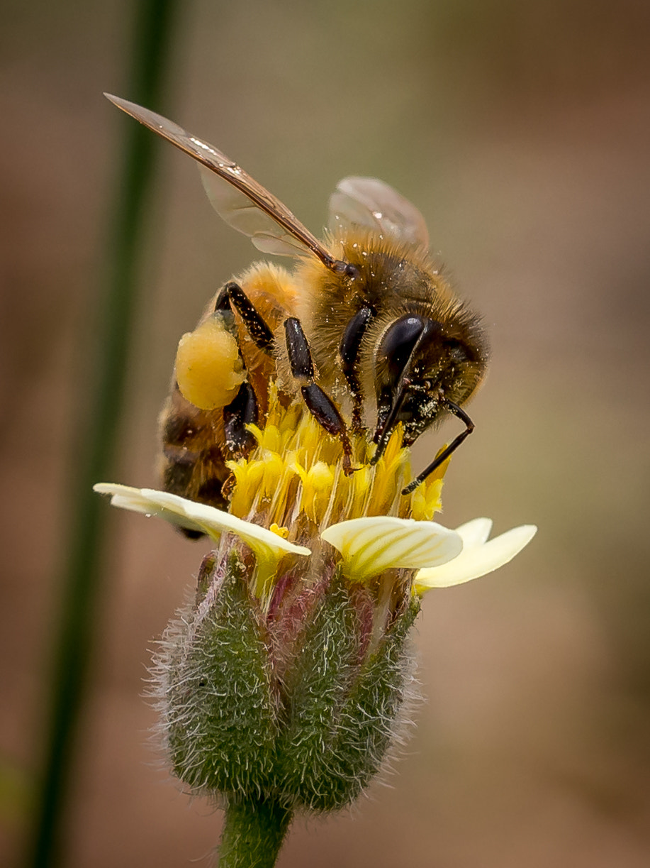 Olympus M.Zuiko Digital ED 60mm F2.8 Macro sample photo. Garden bee photography