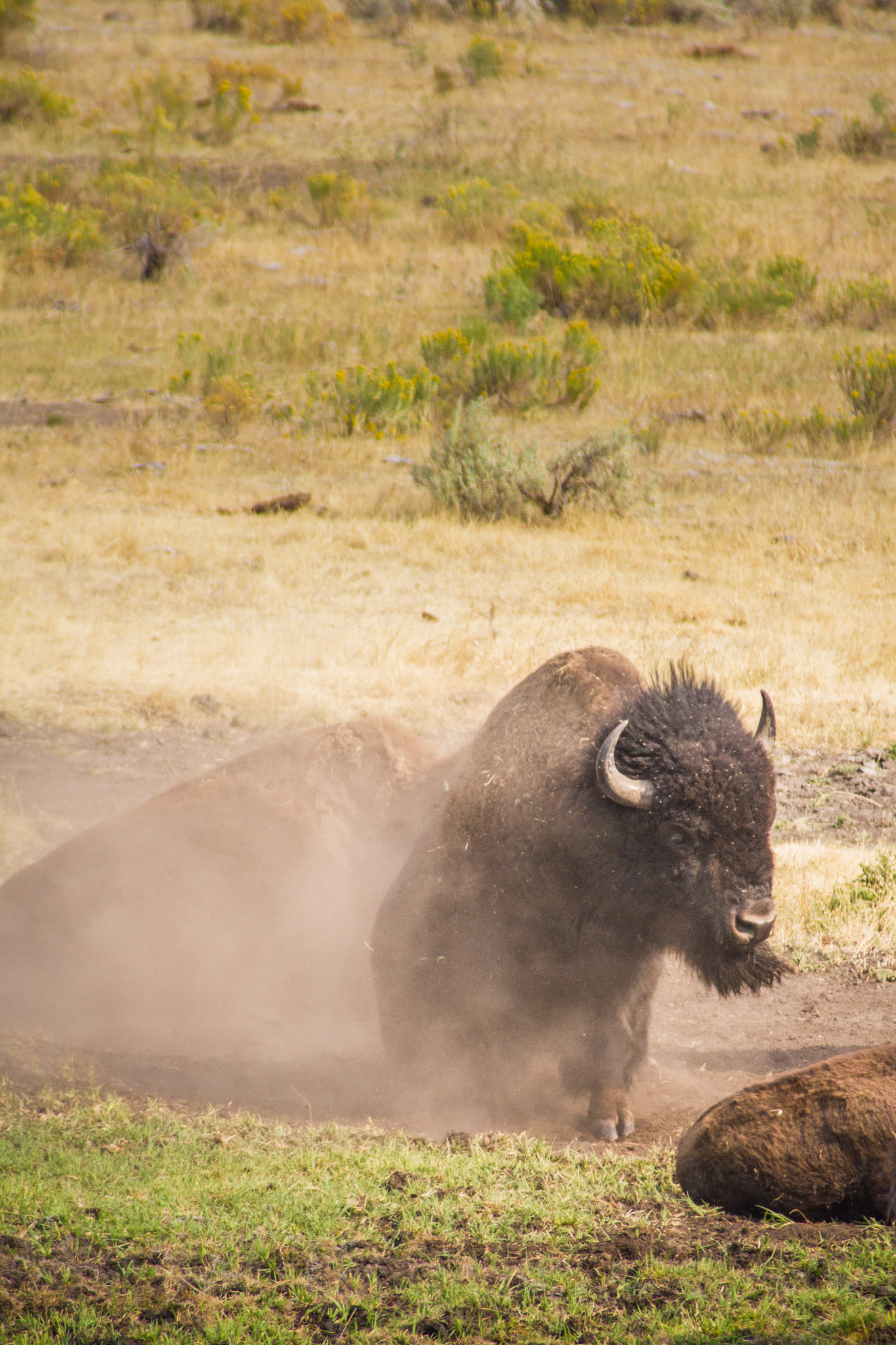 Canon EF 70-200mm F2.8L USM sample photo. Dust bathing buffalo photography