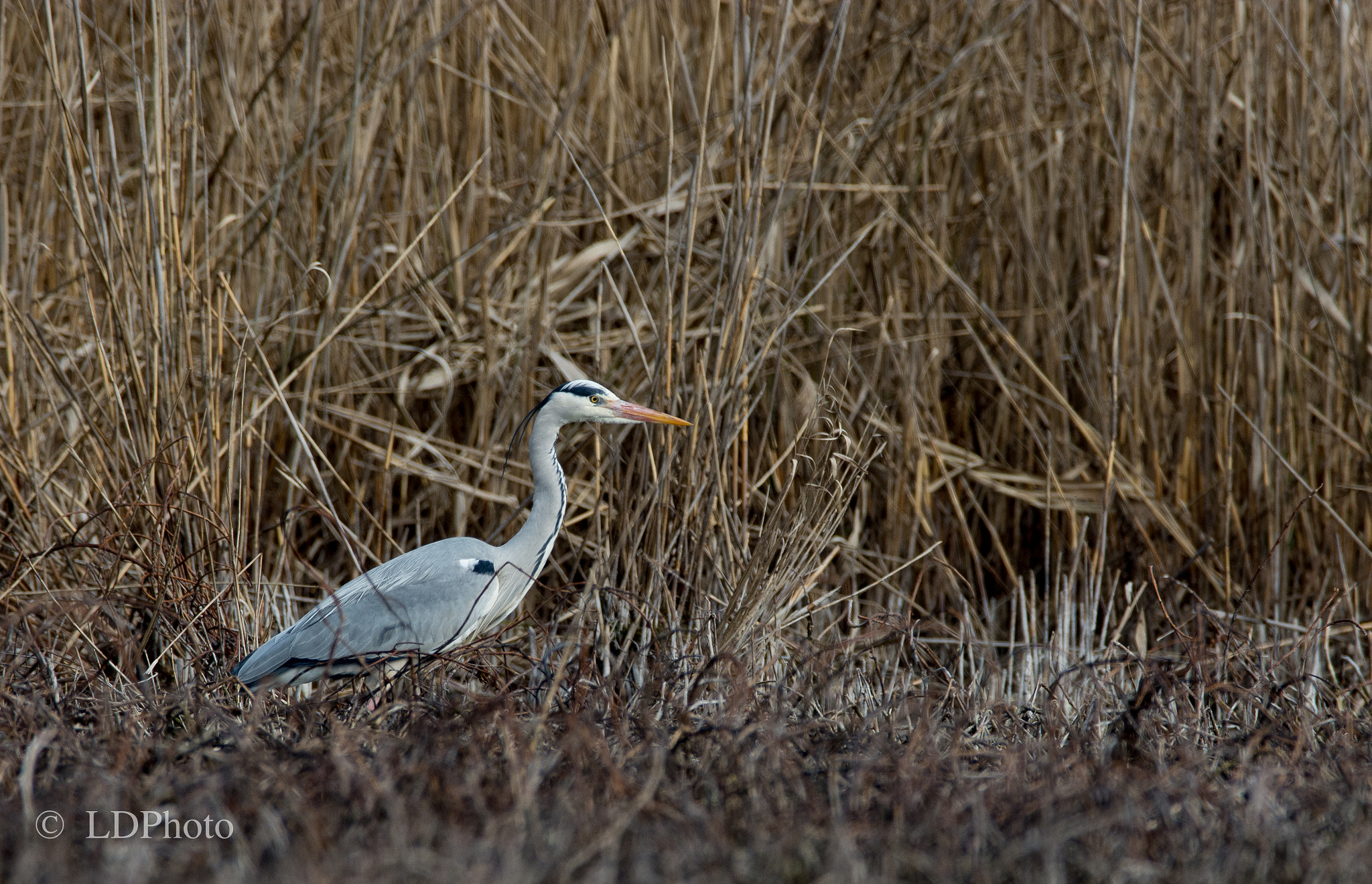 Nikon D7200 sample photo. Grey heron - ardea cinerea photography