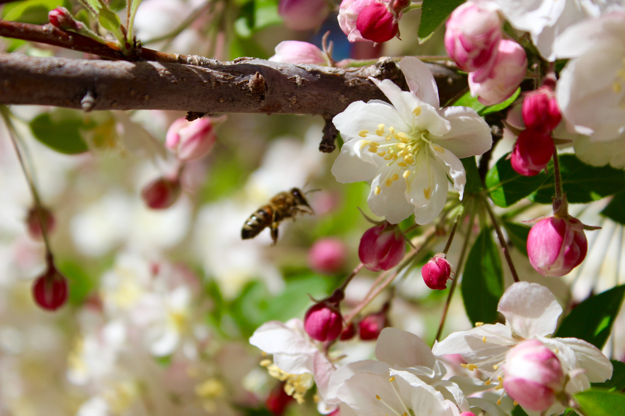 Canon EOS 600D (Rebel EOS T3i / EOS Kiss X5) + Canon EF-S 18-55mm F3.5-5.6 IS II sample photo. Pretty tree - blurry bee photography