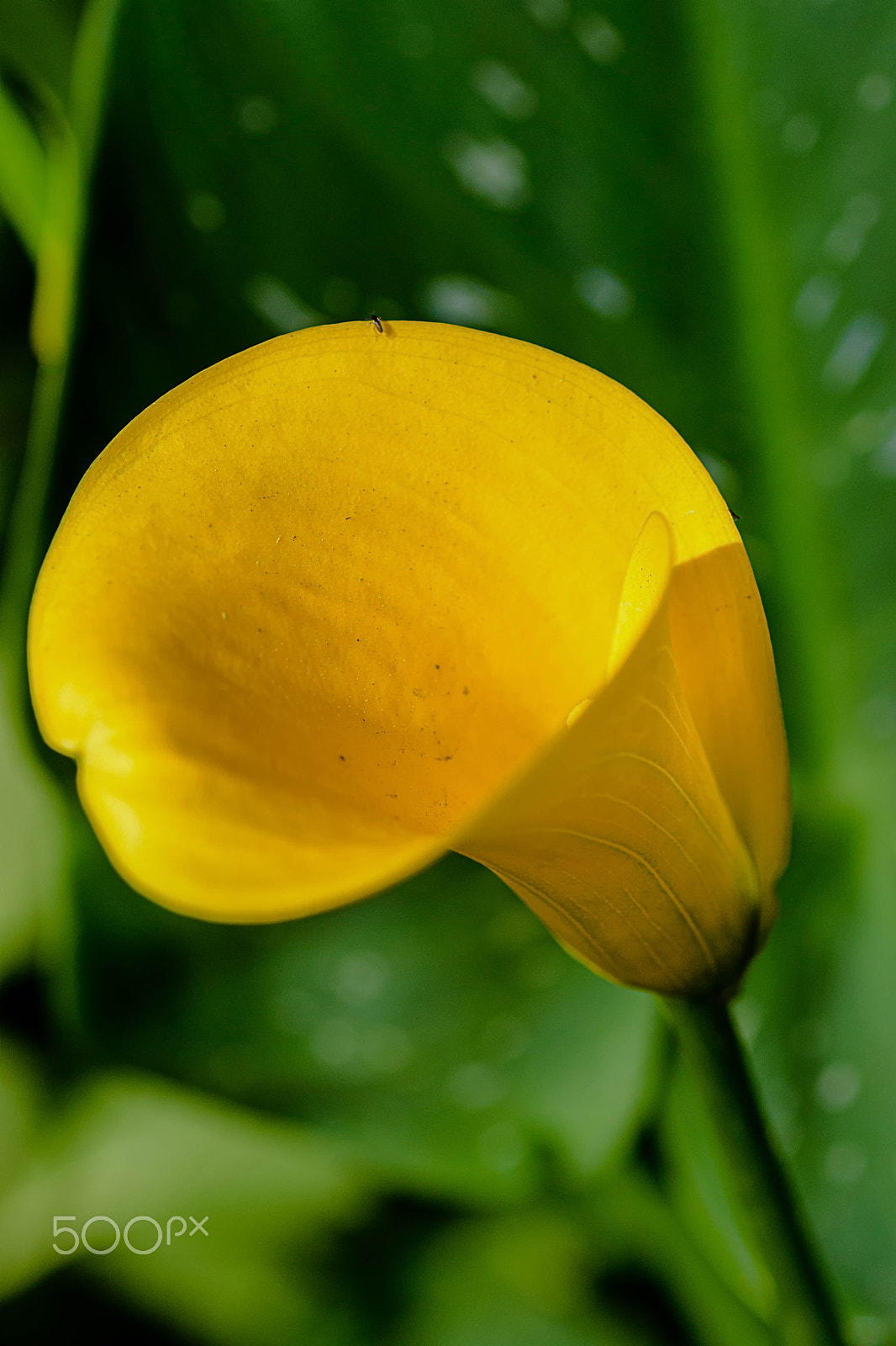 Nikon D7200 sample photo