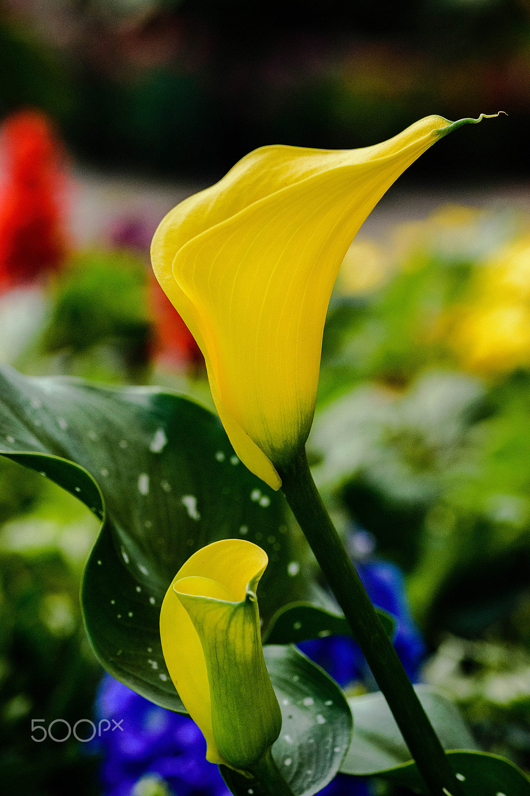 Nikon D7200 sample photo