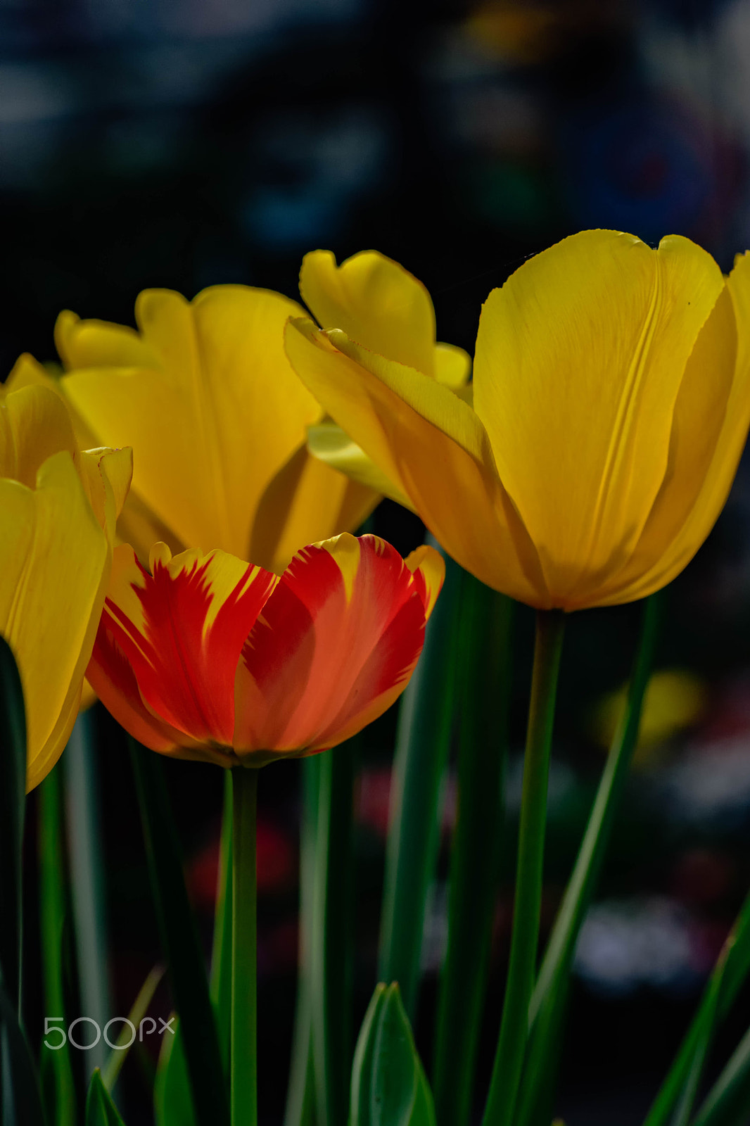 Nikon D7200 sample photo