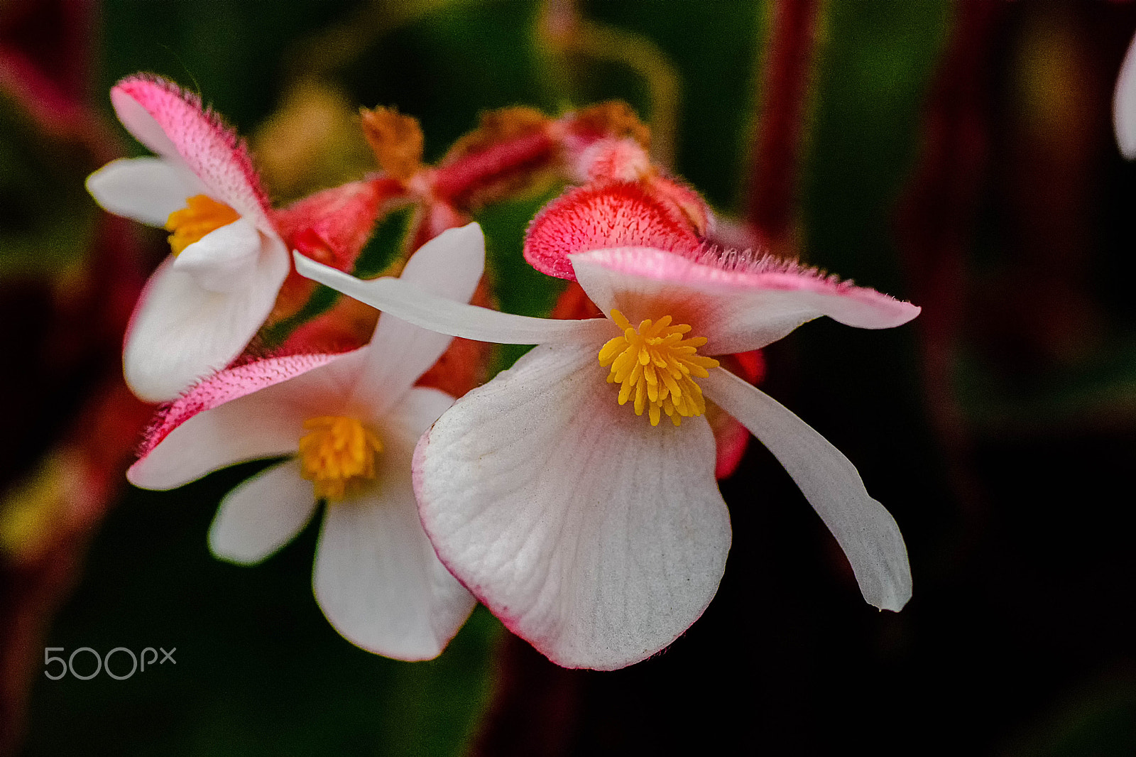 Nikon D7200 sample photo