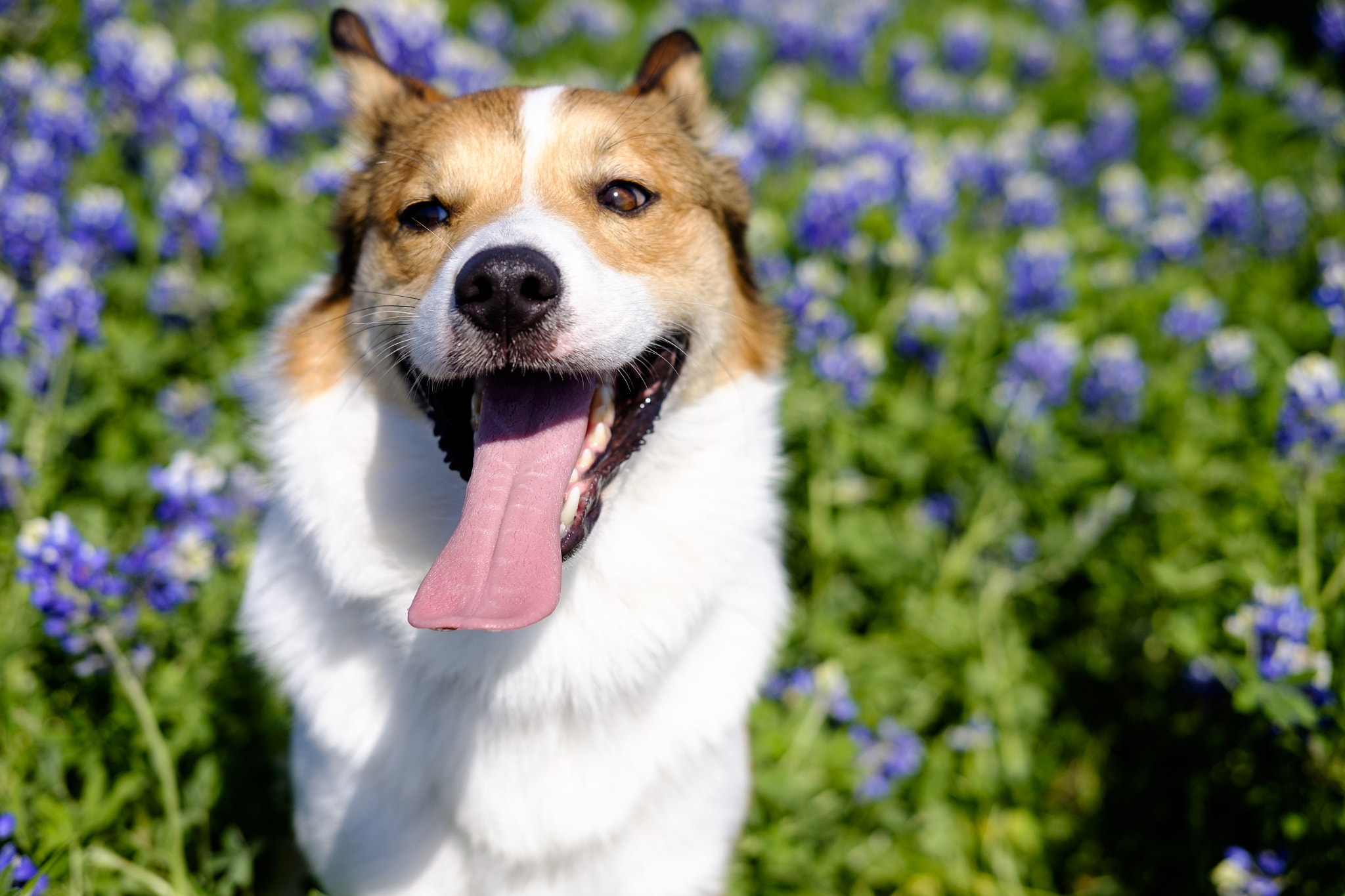 Fujifilm X-T1 sample photo. Bluebonnet (of ) photography