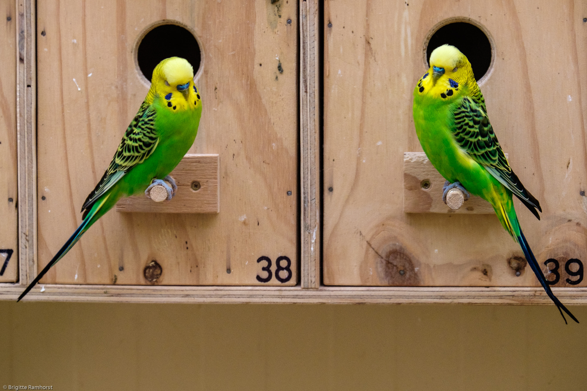 Fujifilm X-E2 + Fujifilm XF 55-200mm F3.5-4.8 R LM OIS sample photo. Living next door to alice photography