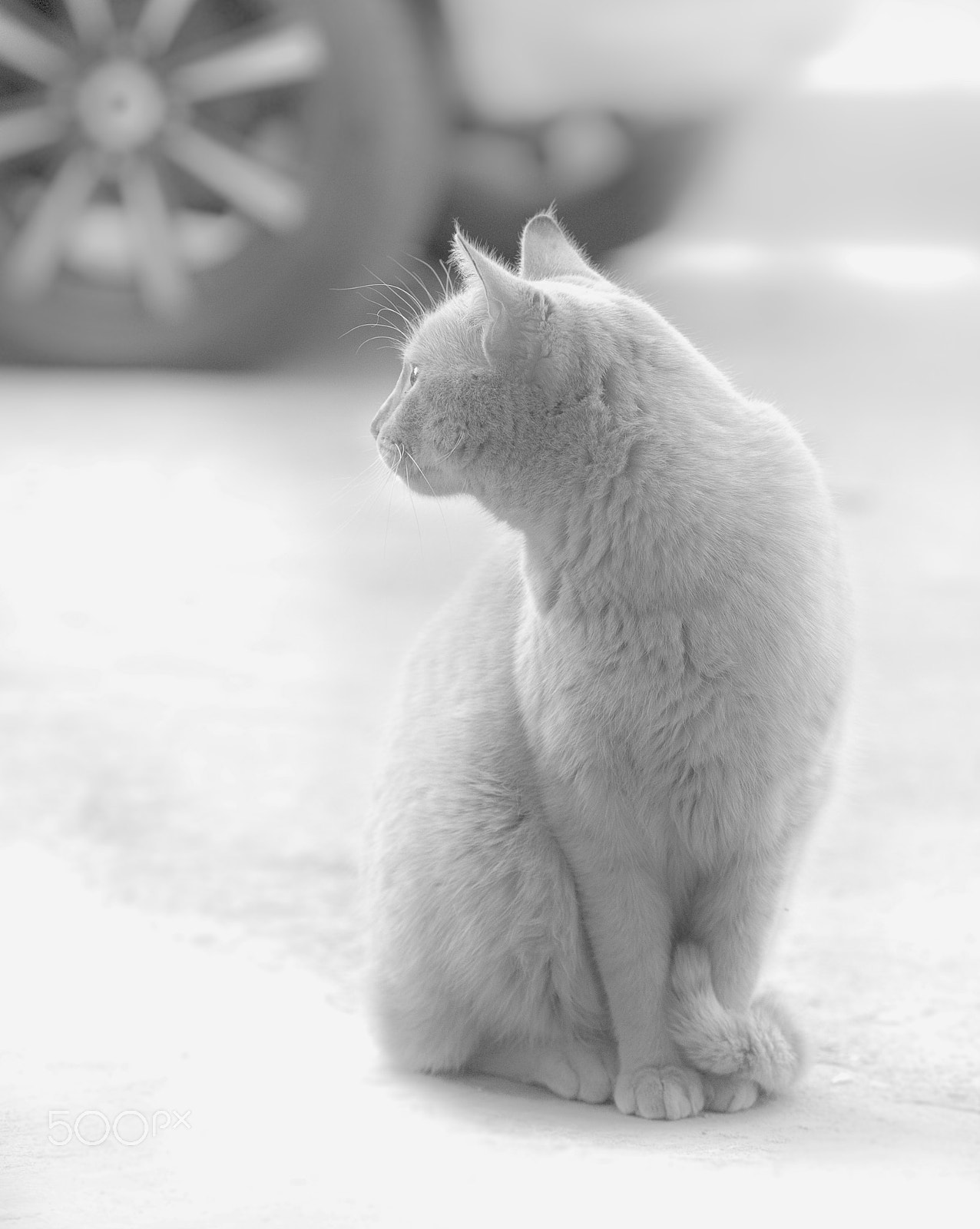 Nikon D700 + Sigma 70-200mm F2.8 EX DG OS HSM sample photo. White cat photography