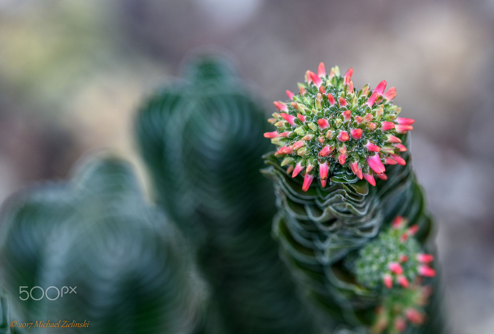 Nikon AF Micro-Nikkor 200mm F4D ED-IF sample photo. Crassula photography