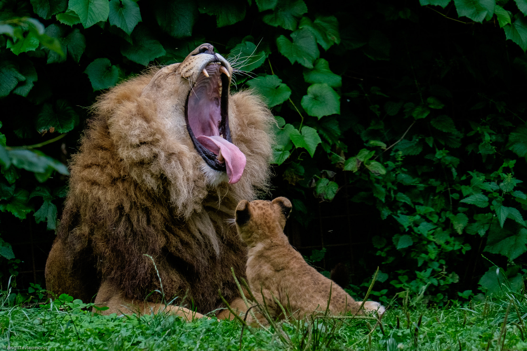 Fujifilm X-E2 + Fujifilm XF 55-200mm F3.5-4.8 R LM OIS sample photo. Ich bin müde, i#m tired, je suis fatigé photography