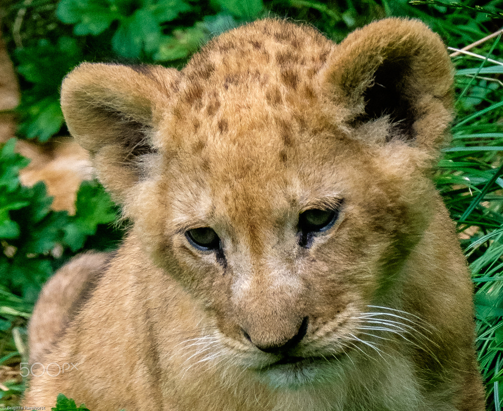 Fujifilm X-E2 + Fujifilm XF 55-200mm F3.5-4.8 R LM OIS sample photo. Little lion photography