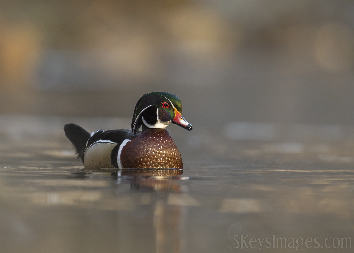 Nikon D7200 sample photo. Woodie in soft light (wood duck) photography