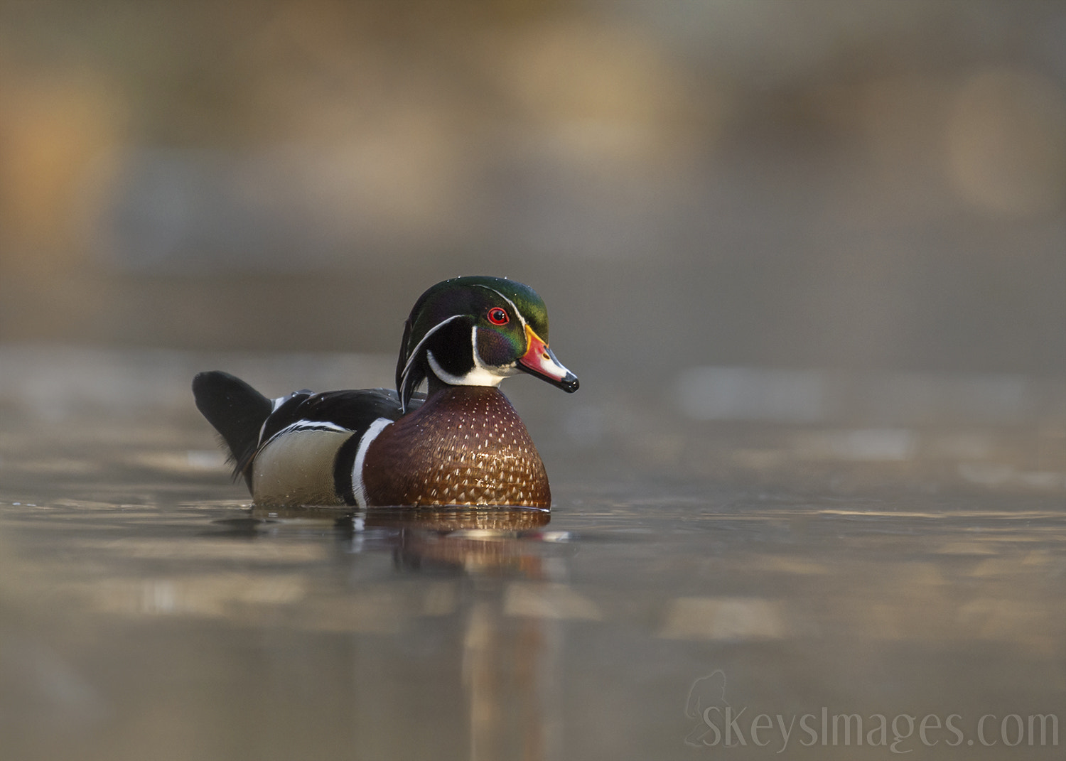 Nikon D7200 + Nikon AF-S Nikkor 500mm F4G ED VR sample photo. Woodie in soft light (wood duck) photography