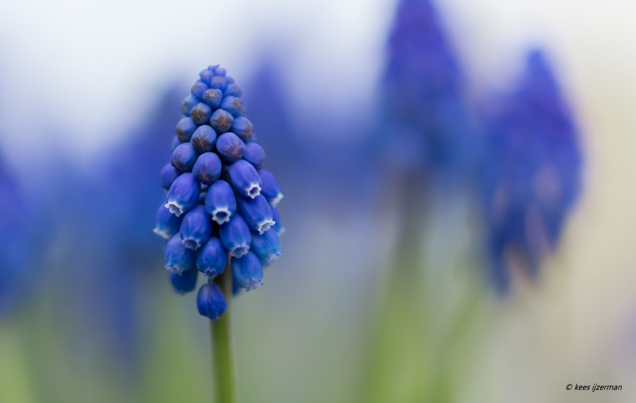 Sony SLT-A77 + Sony Sonnar T* 135mm F1.8 ZA sample photo. Blue in spring. photography