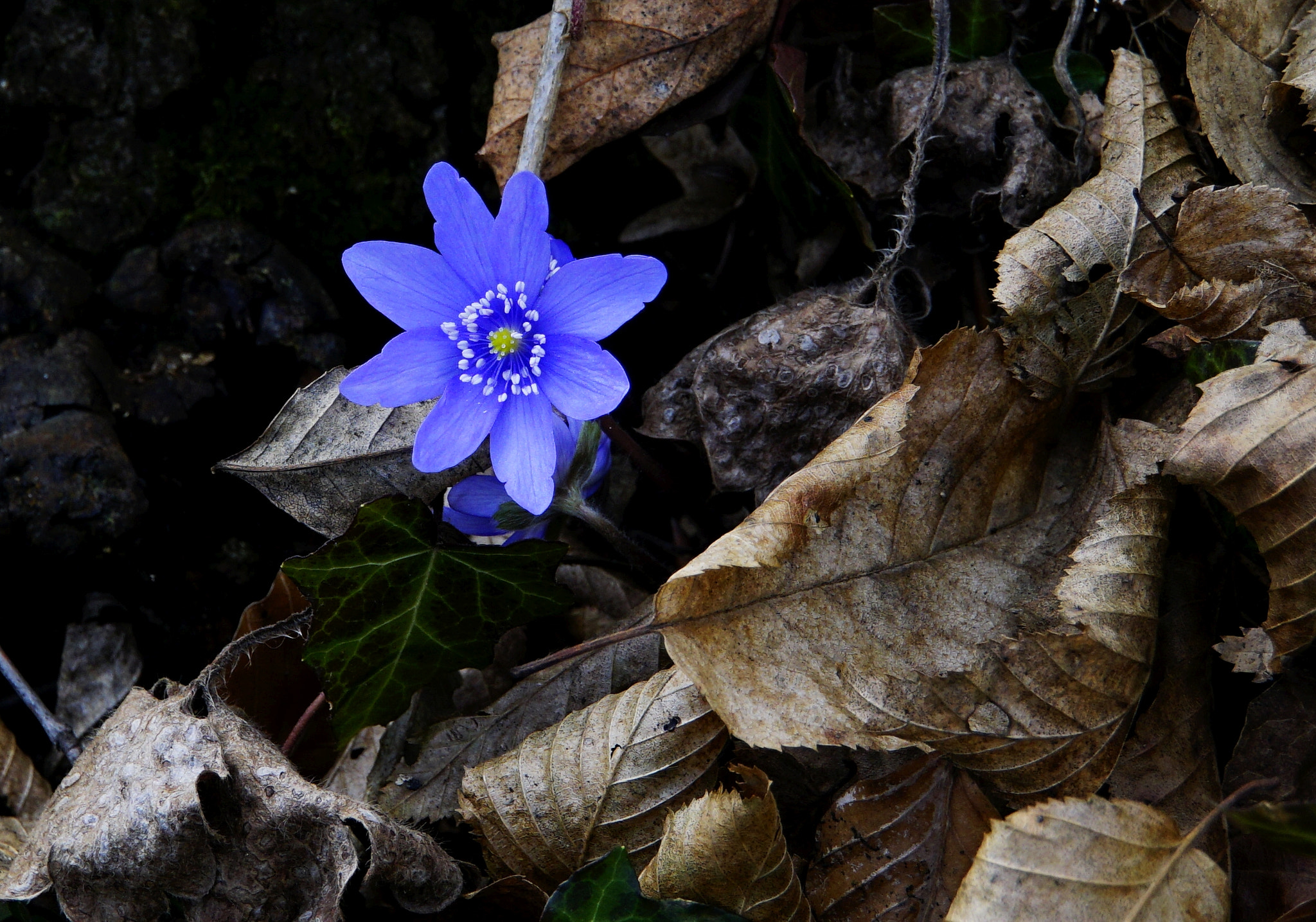 Tamron 18-200mm F3.5-6.3 Di III VC sample photo. Forest photography