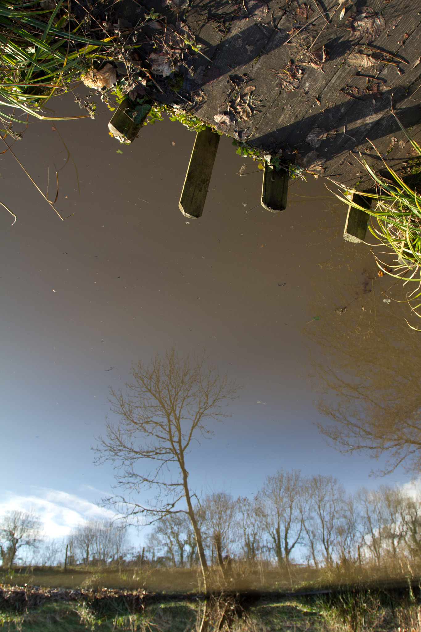 Canon EOS 60D + Canon EF 17-40mm F4L USM sample photo. Is lucy in the sky? photography