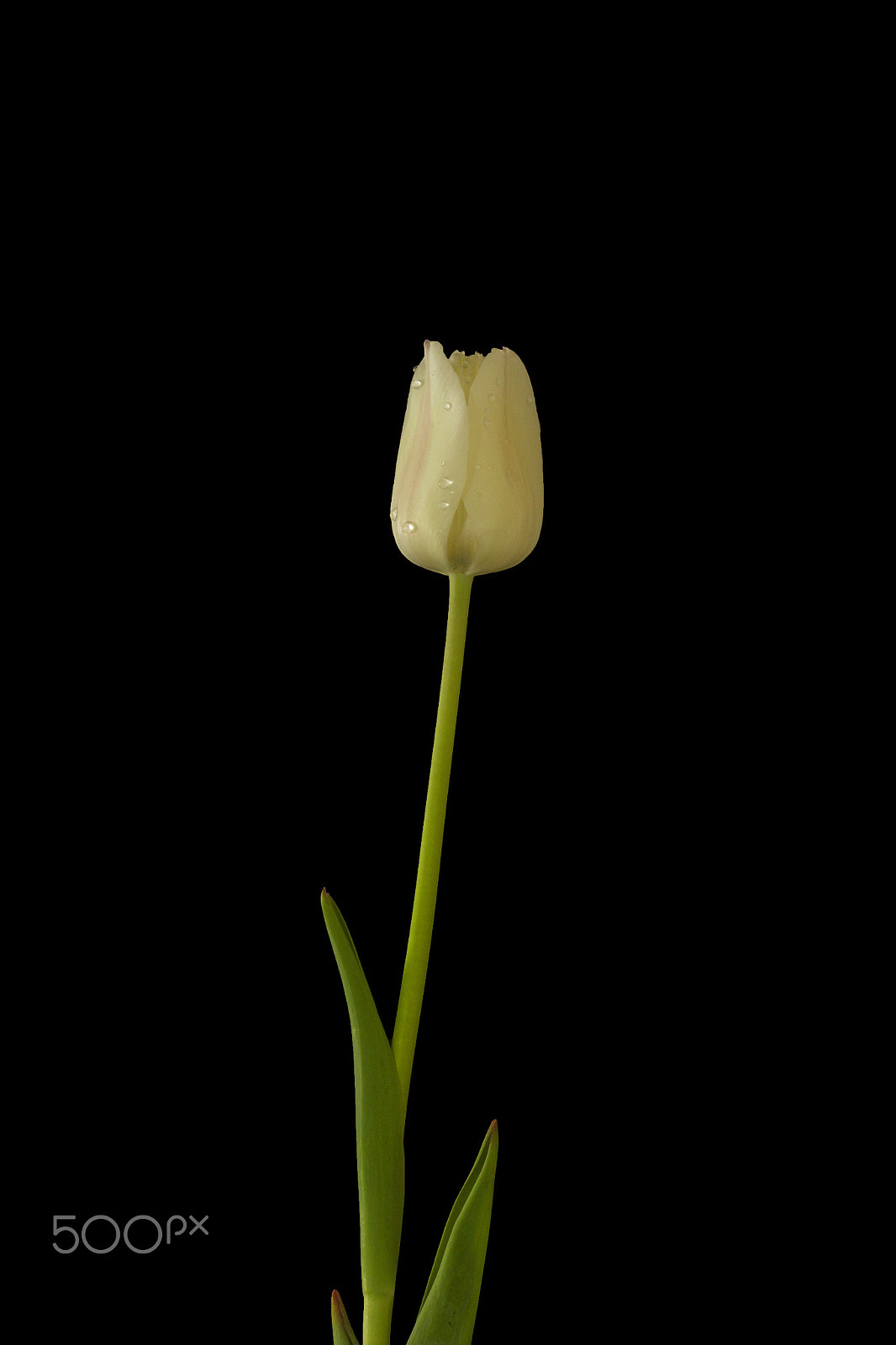 Canon EF 100mm F2.8 Macro USM sample photo. Tulip... photography