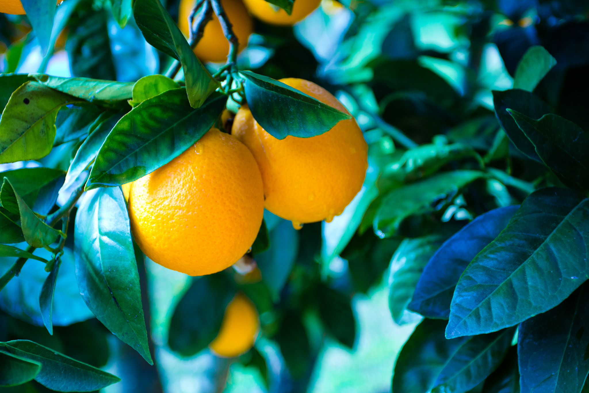 Canon EOS 60D sample photo. Oranges photography