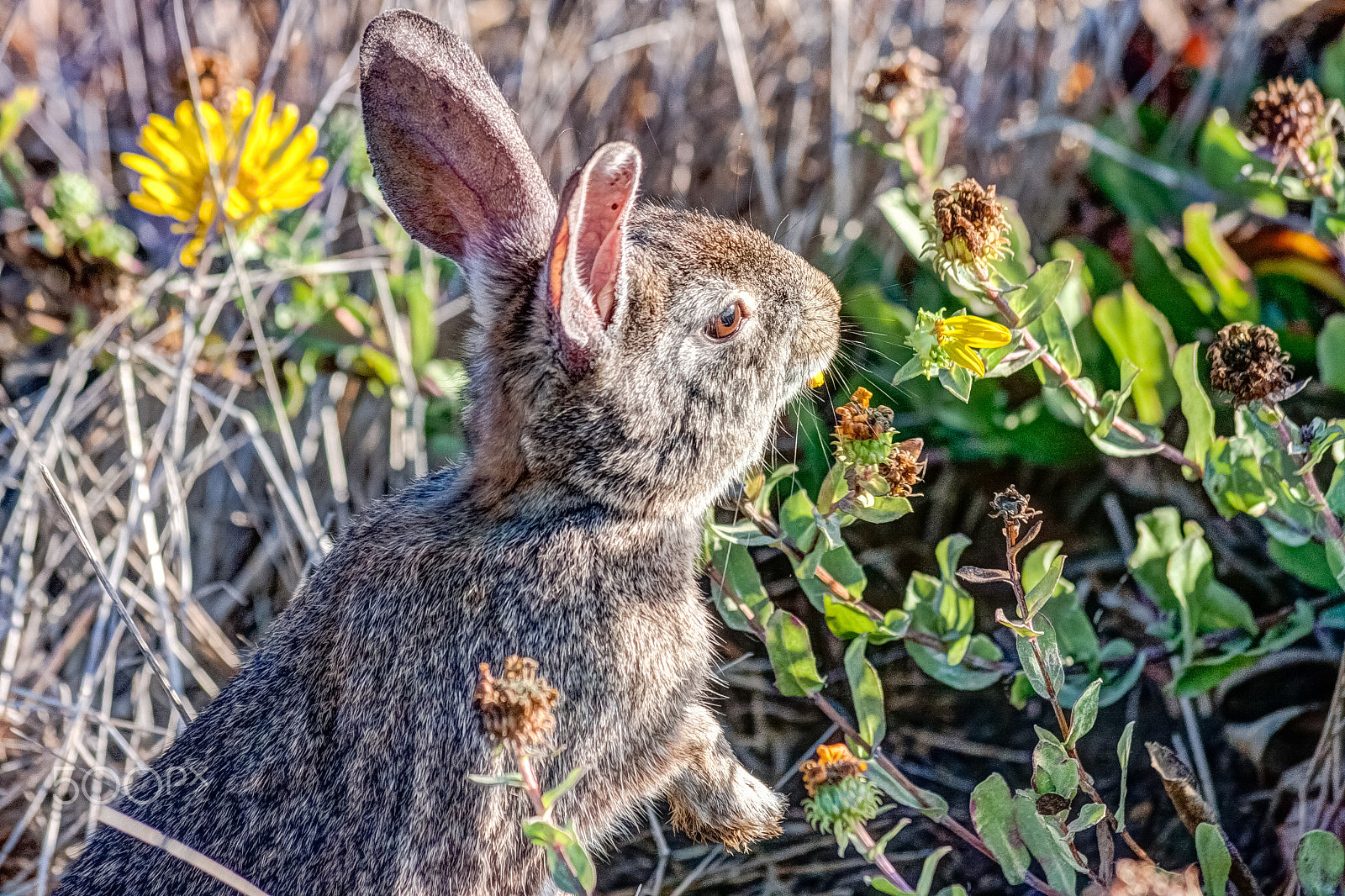 Canon EF 70-300mm F4-5.6 IS USM sample photo. Rabbit photography