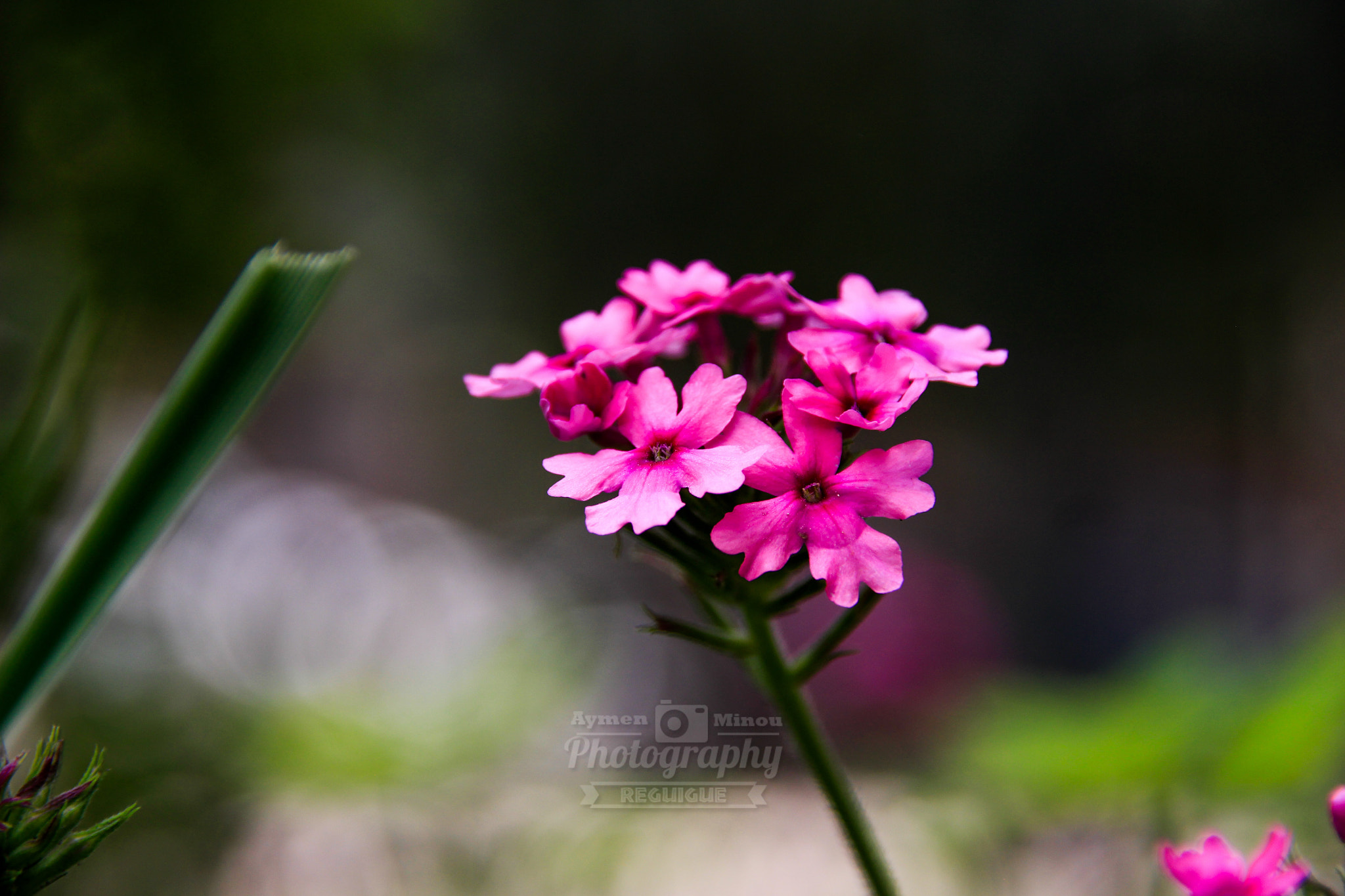 Sigma 18-200mm f/3.5-6.3 DC OS sample photo. Mg photography