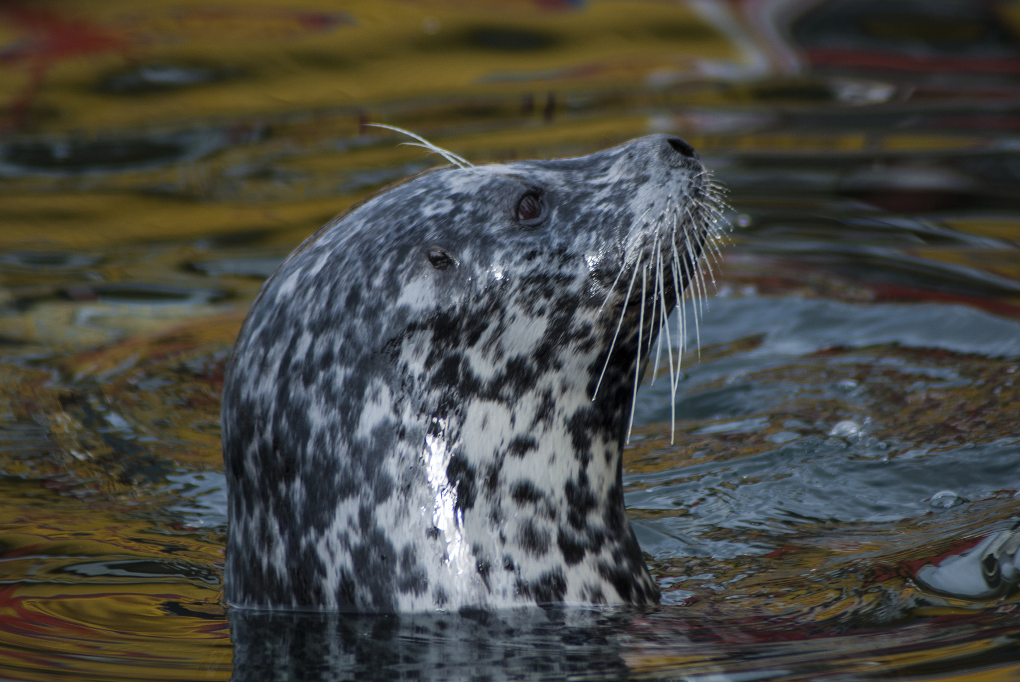 Nikon D80 sample photo. Curious seal photography