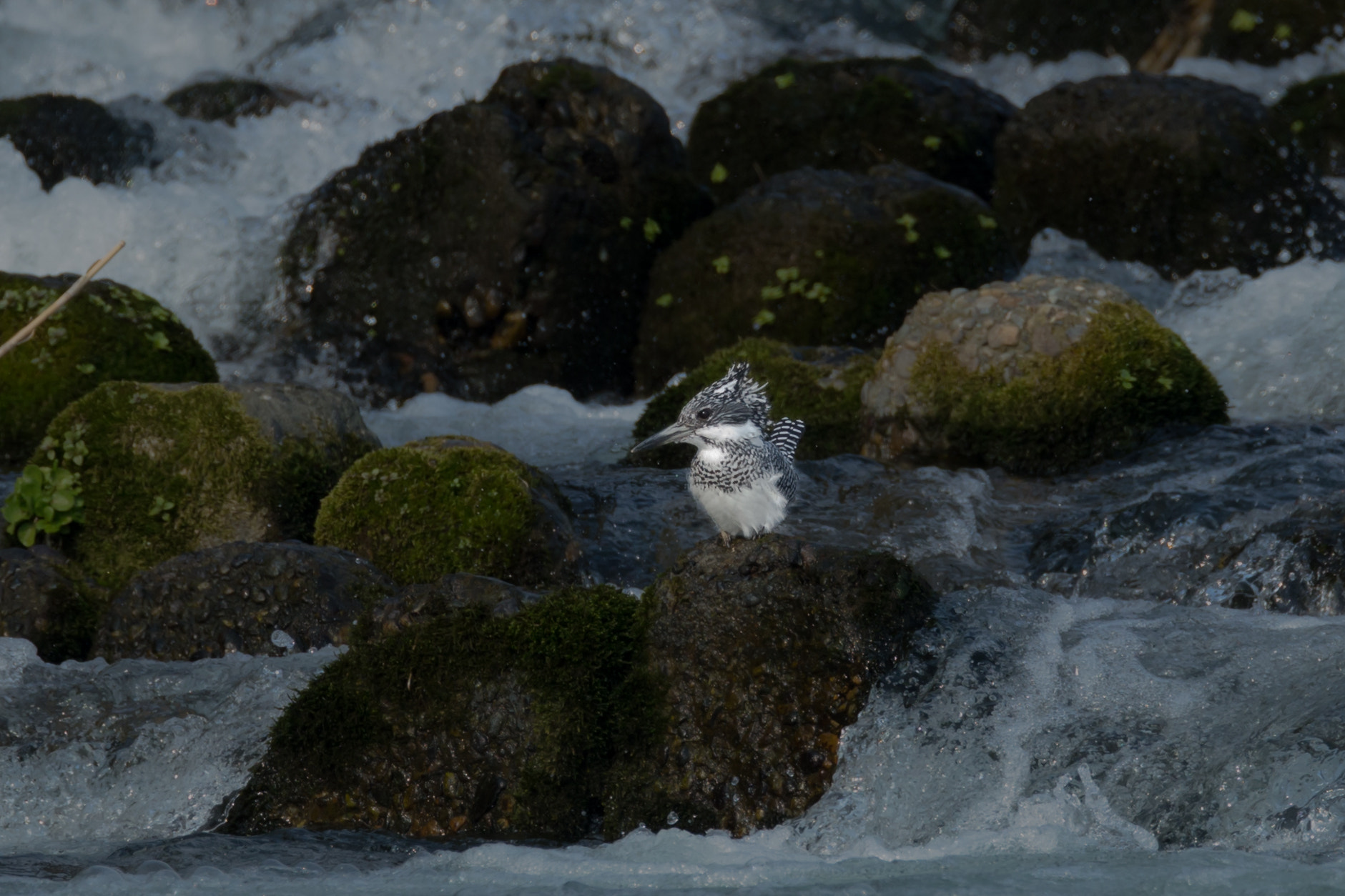 Canon EF 800mm F5.6L IS USM sample photo. ヤマセミ photography