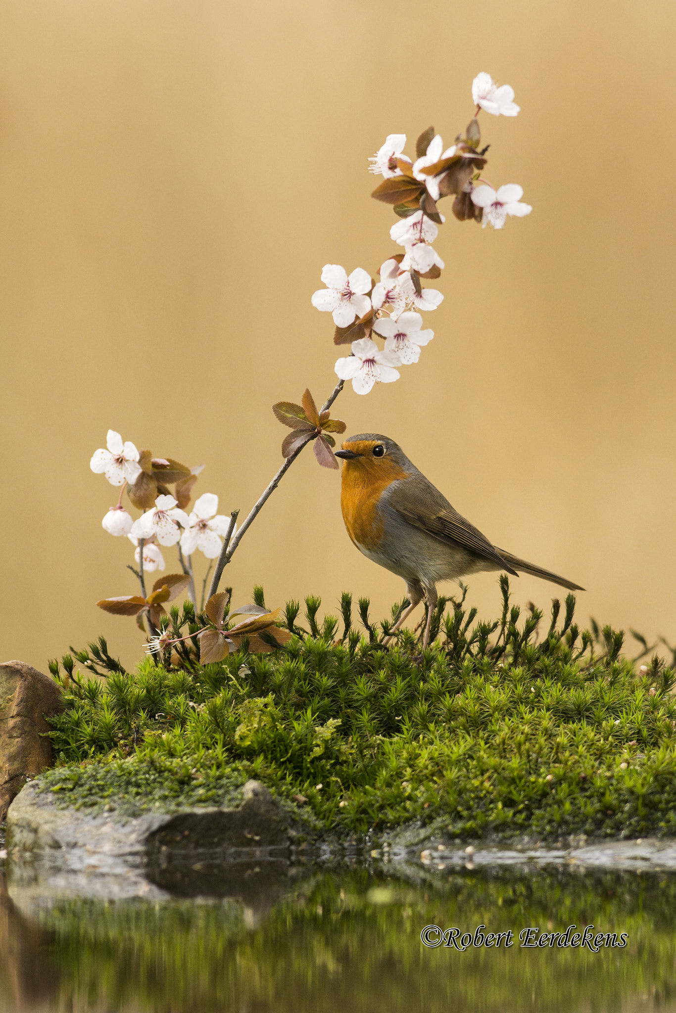 Nikon AF-S Nikkor 300mm F2.8G ED VR II sample photo. Robin photography