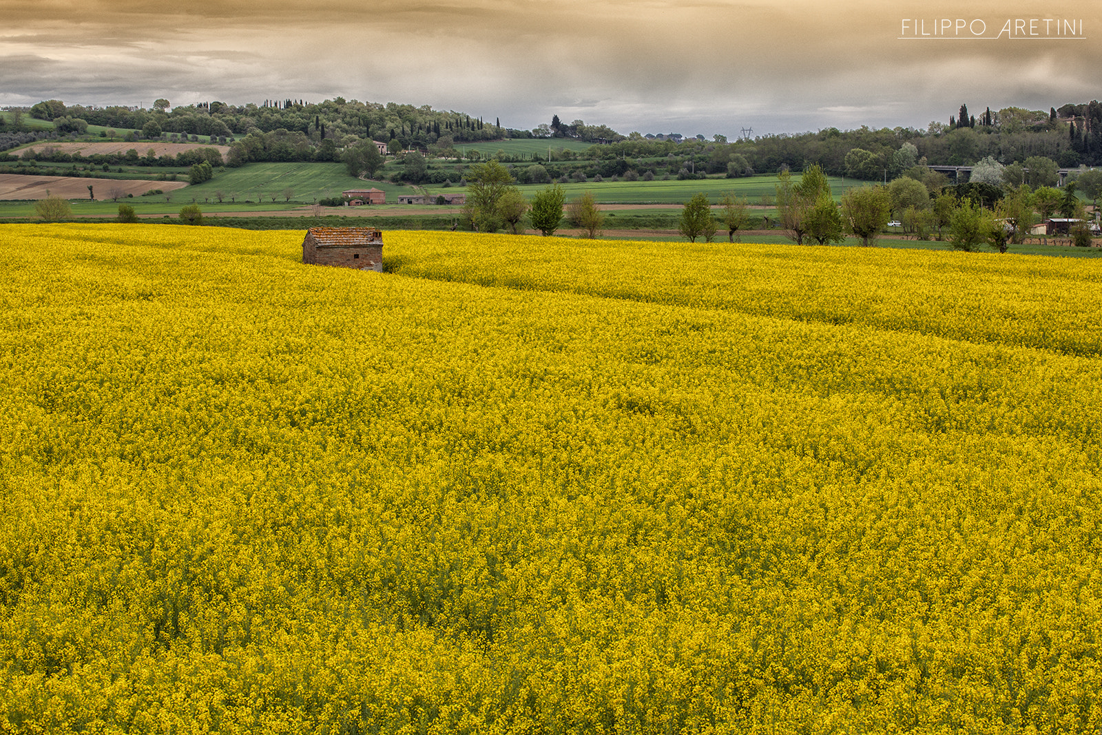 Canon EF 70-200mm F4L USM sample photo. Yellow photography